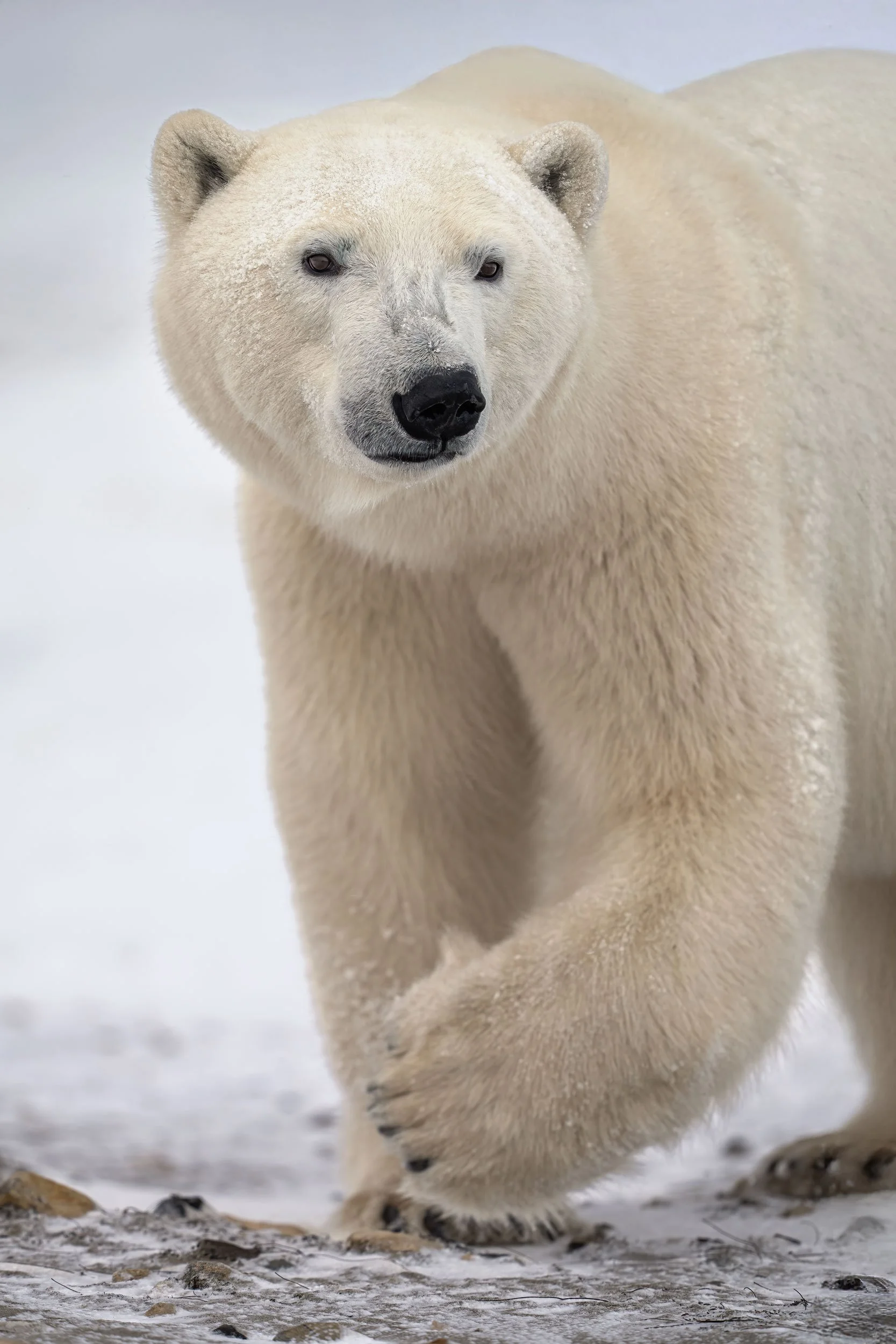 polar-bear-walking-portrait-web.jpg