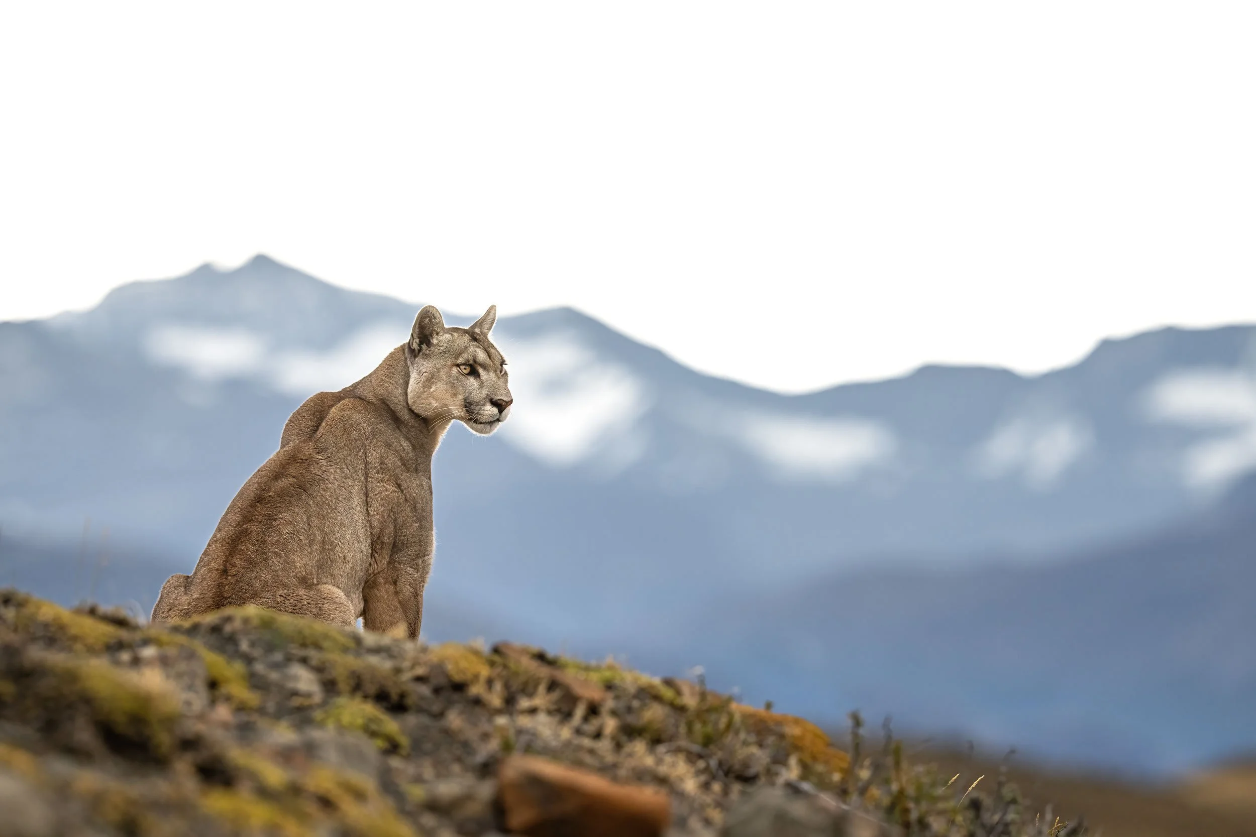 puma-petaka-sitting-in-front-of-mountains.jpg