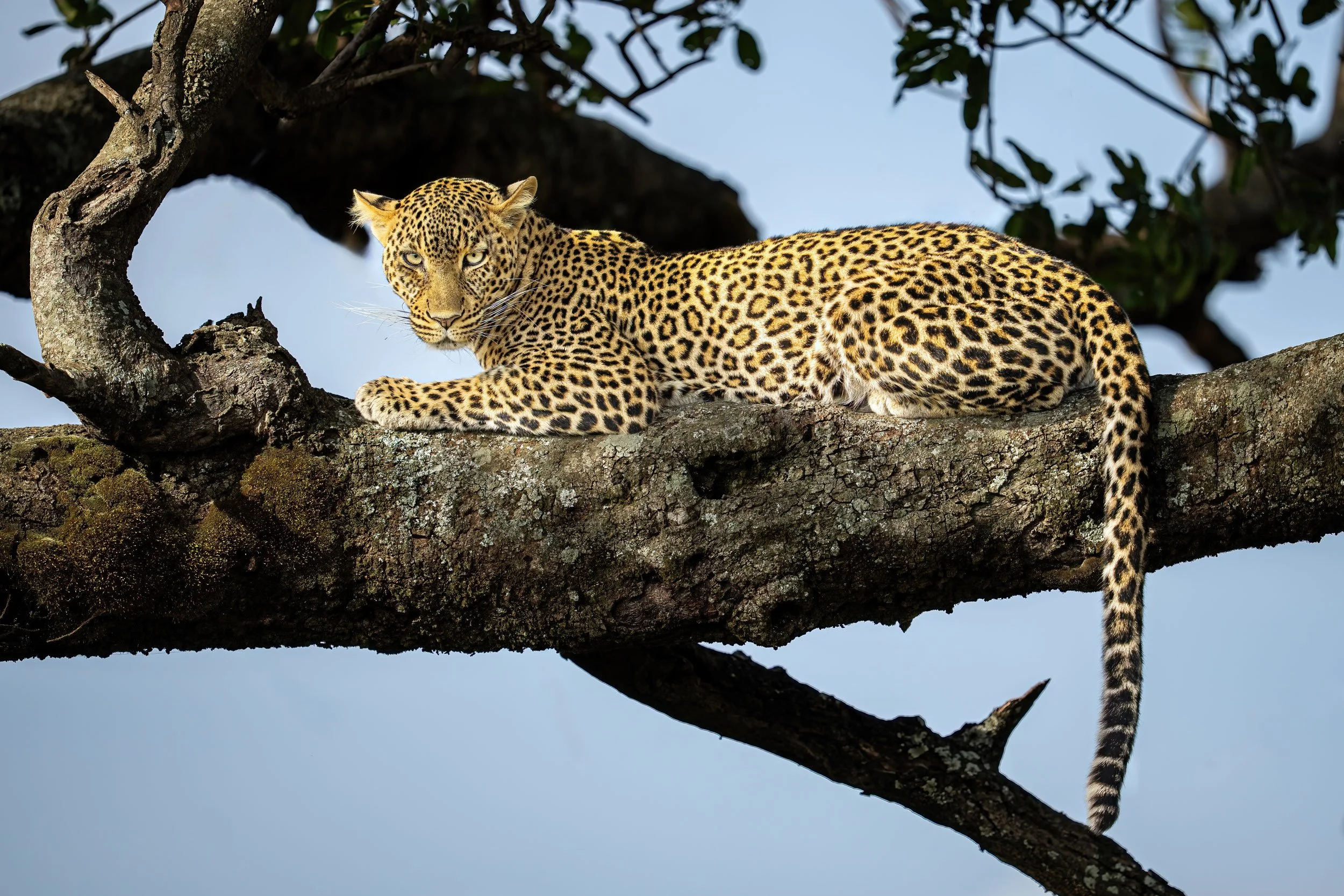 leopard-laying-in-tree-web.jpg