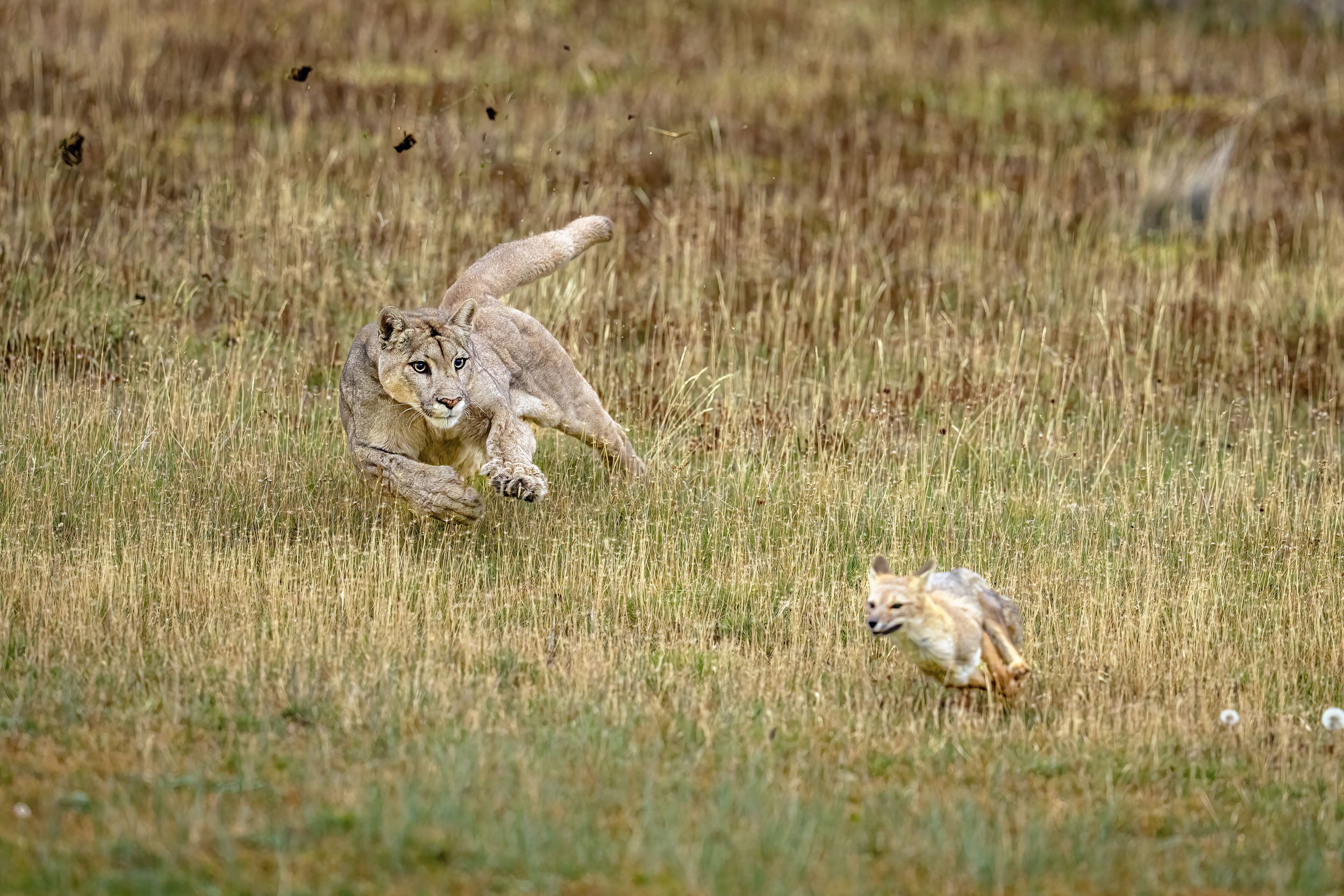 puma-petaka-chasing-fox.jpg