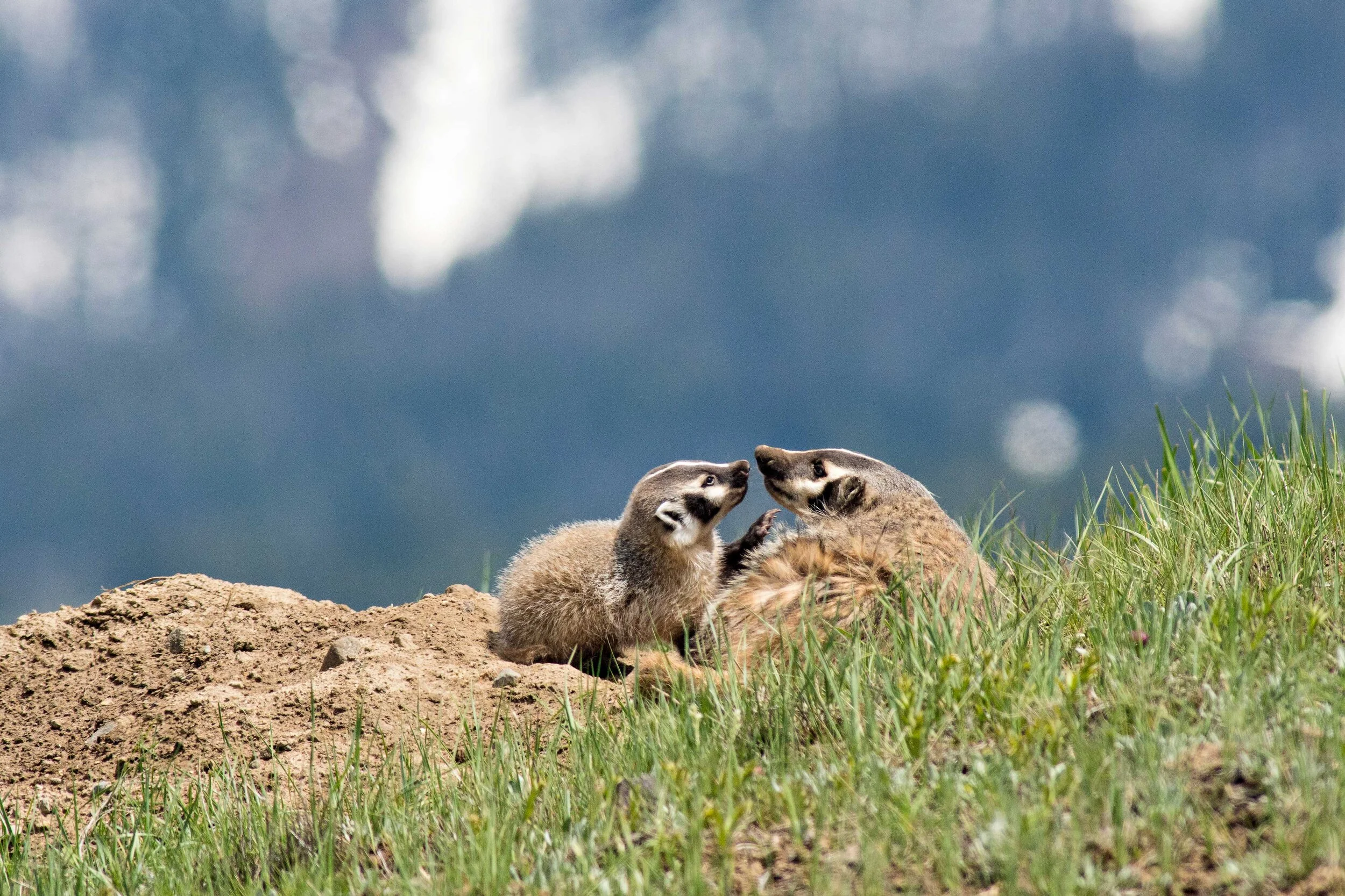 badger-mom-and-kit-touch-website.jpg