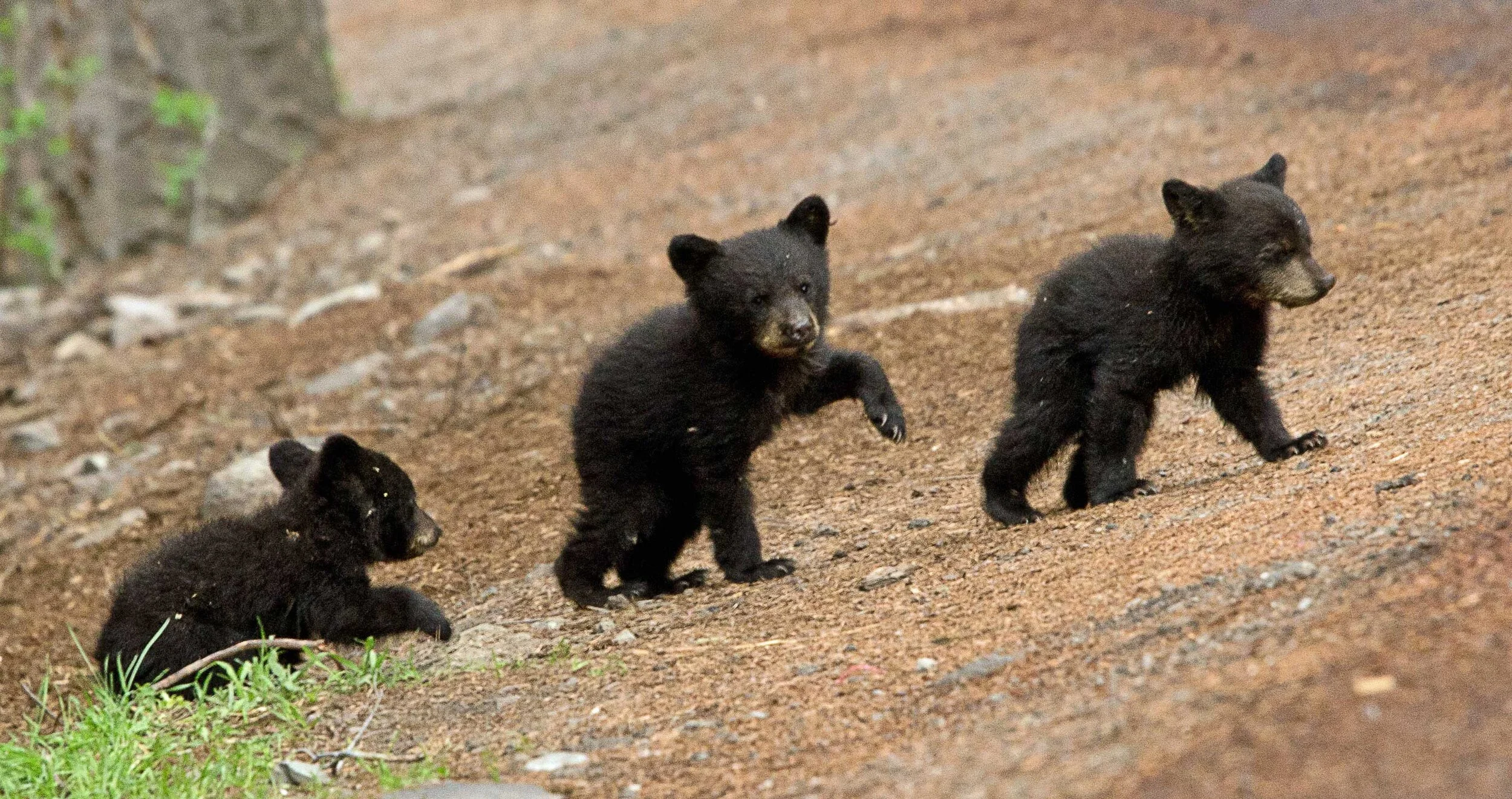 3-bear-cubs-website.jpg