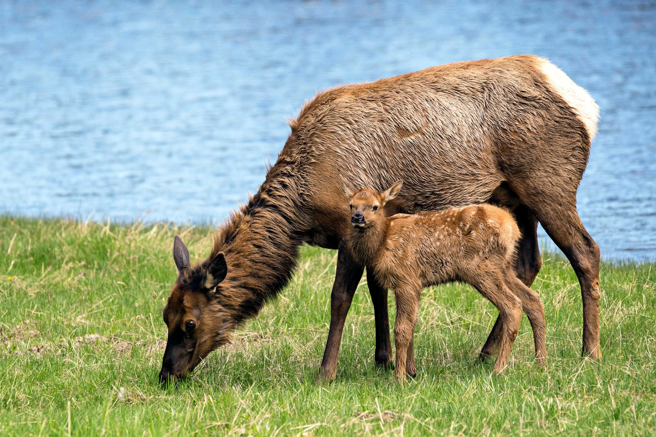 cow-and-calf-elk-website.jpg