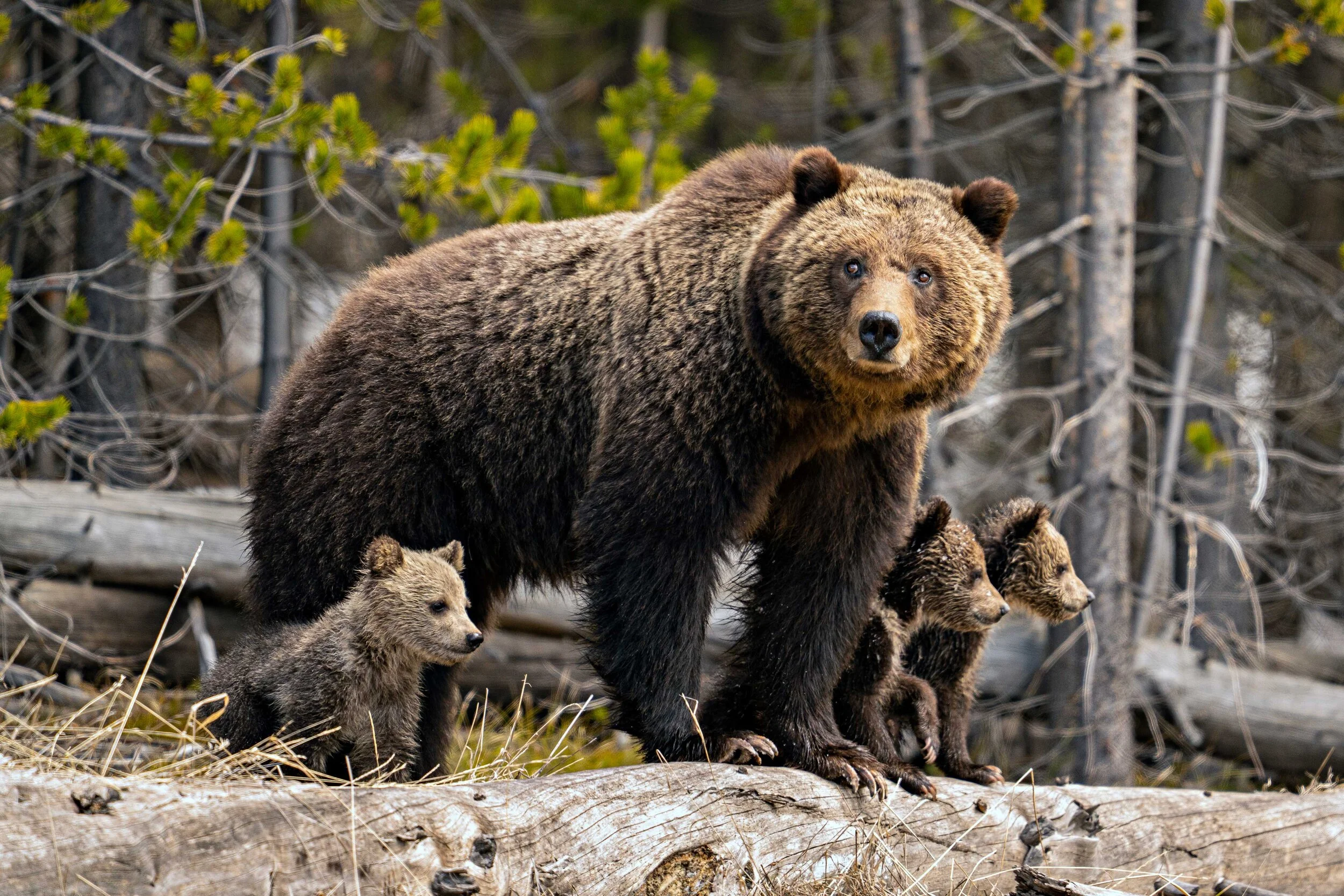 obsidian-and-cubs-on-log-website.jpg