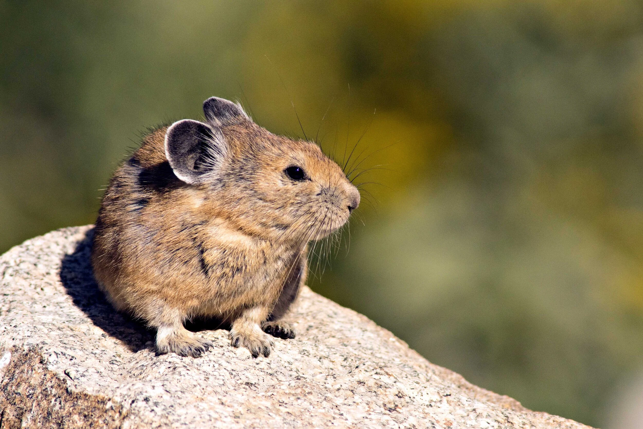 pika-bokeh-flowers-website.jpg