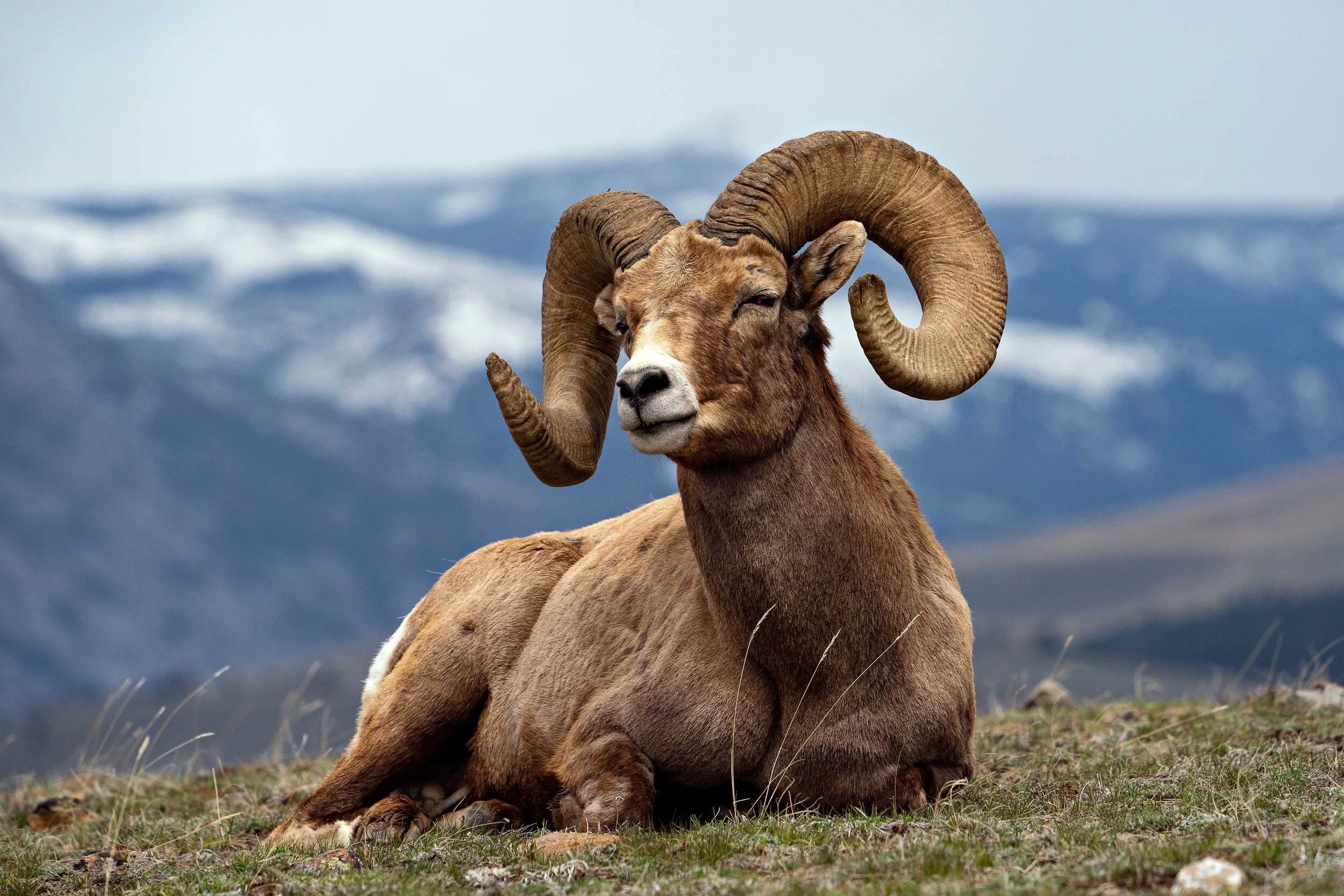 Big-Horn-Ram-scenic-website.jpg