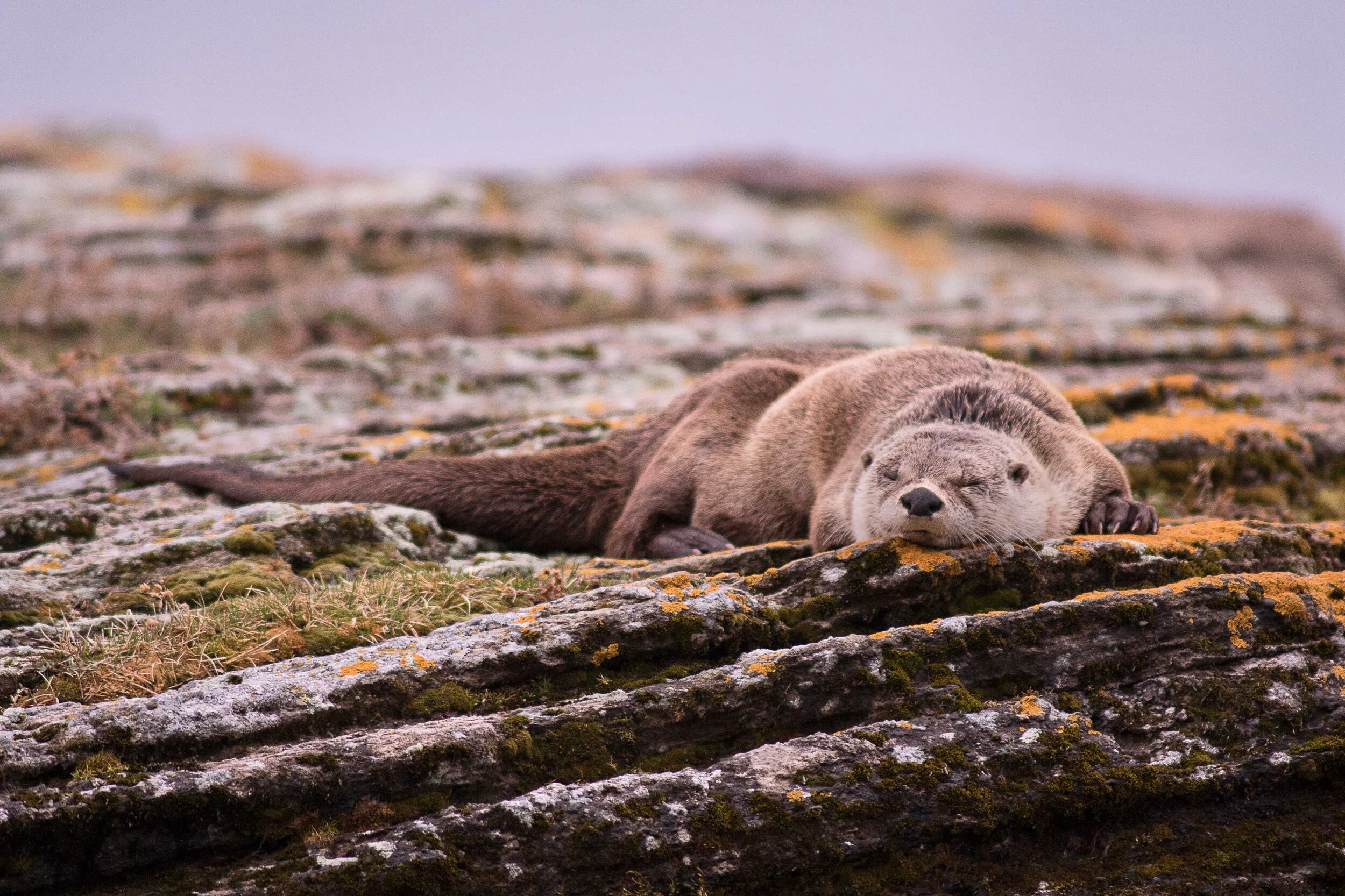 Otter-website.jpg