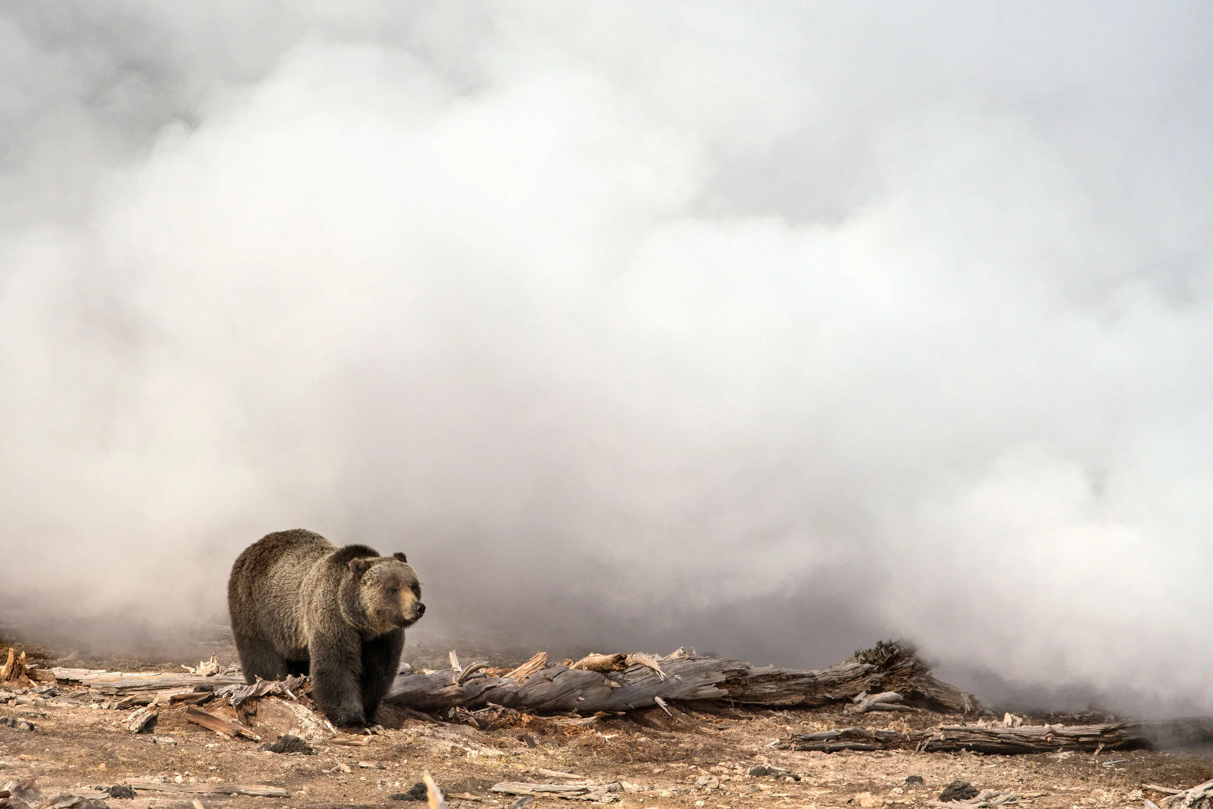 Smokey-Griz--Reedit-website.jpg