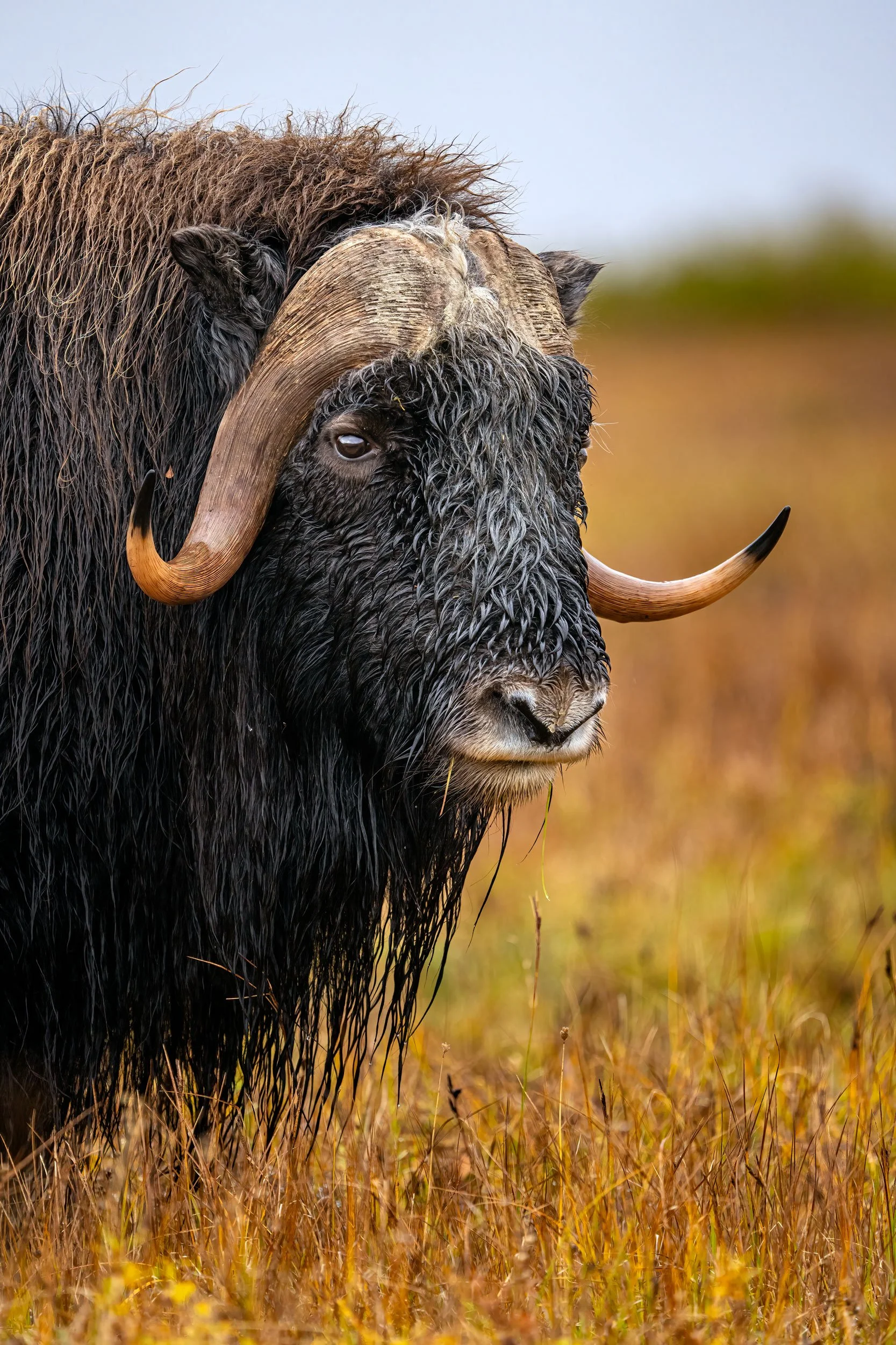 bull-musk-ox-portrait.jpg