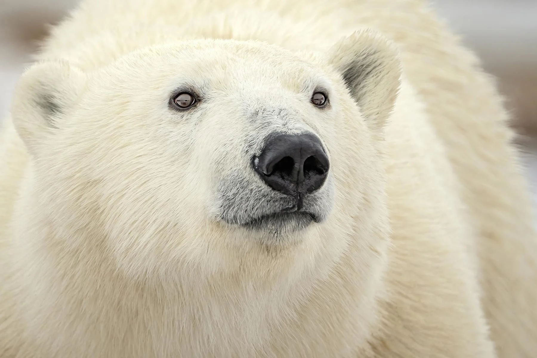 Polar Bears of Churchill