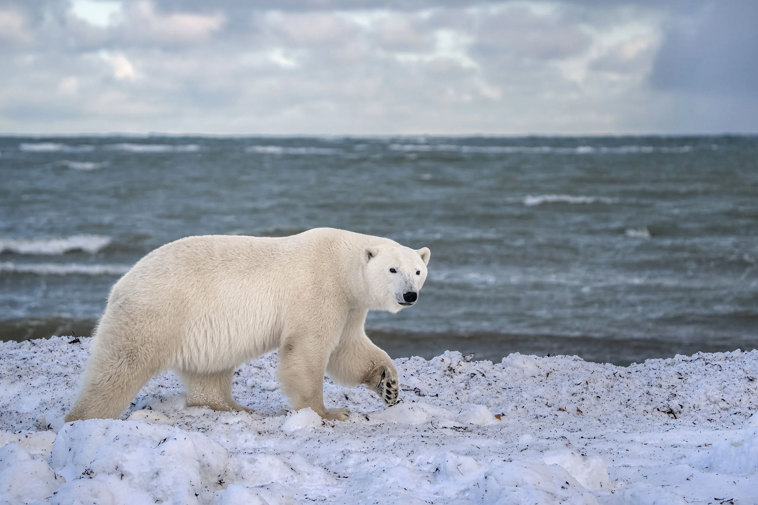 polar-bear-walking-along-the-bay-web.jpg