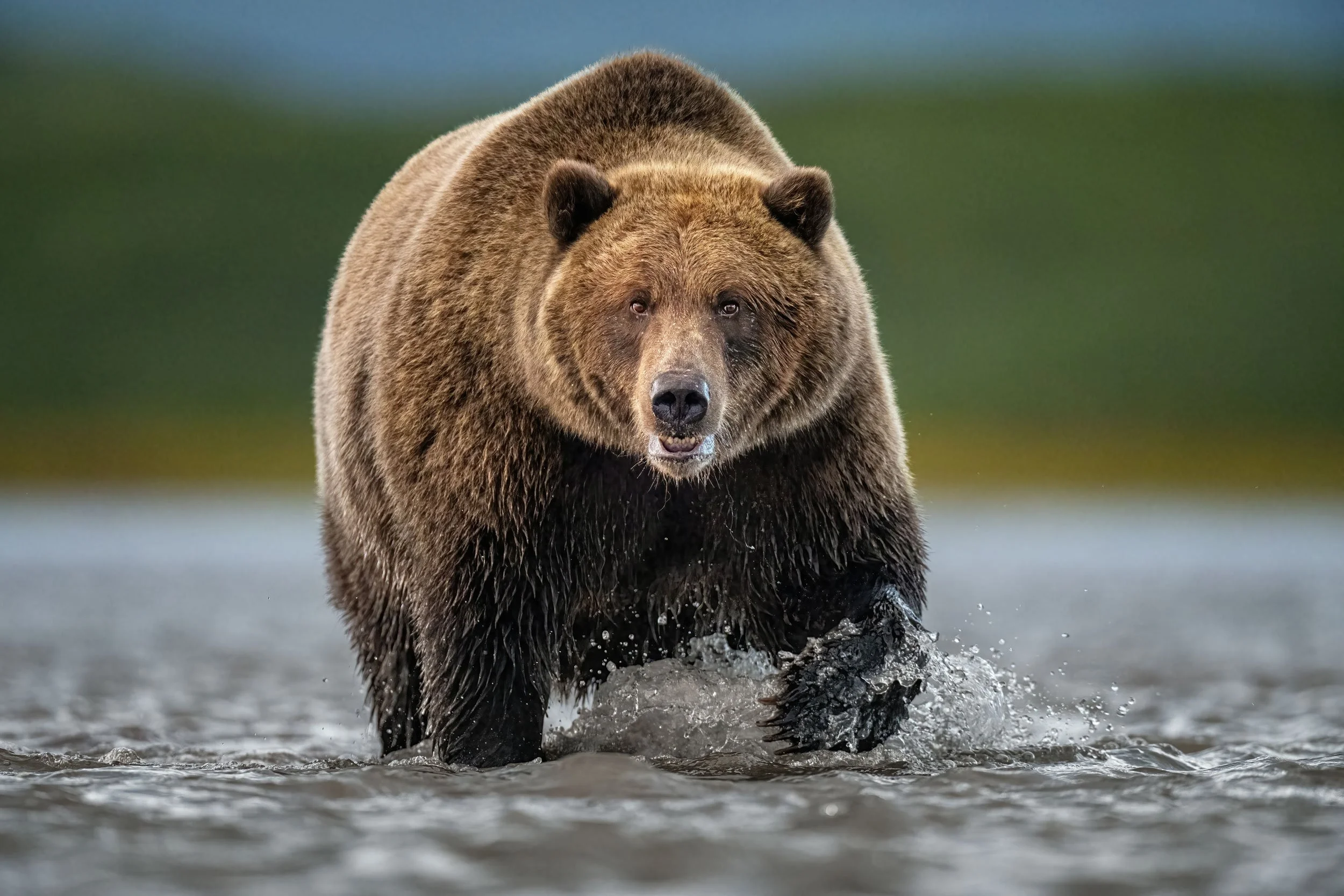 fat-coastal-brown-bear-boar-walking-through-lagoon.jpg