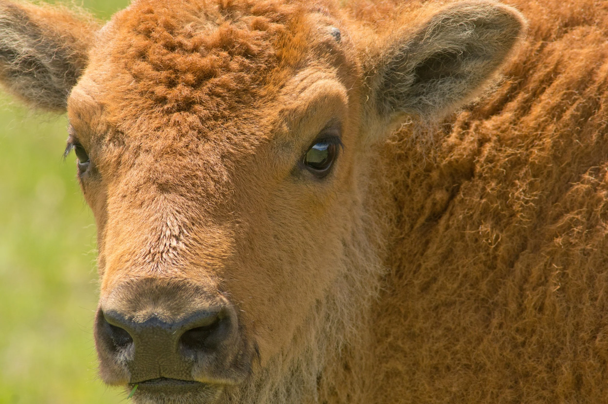 BabyBison.jpg