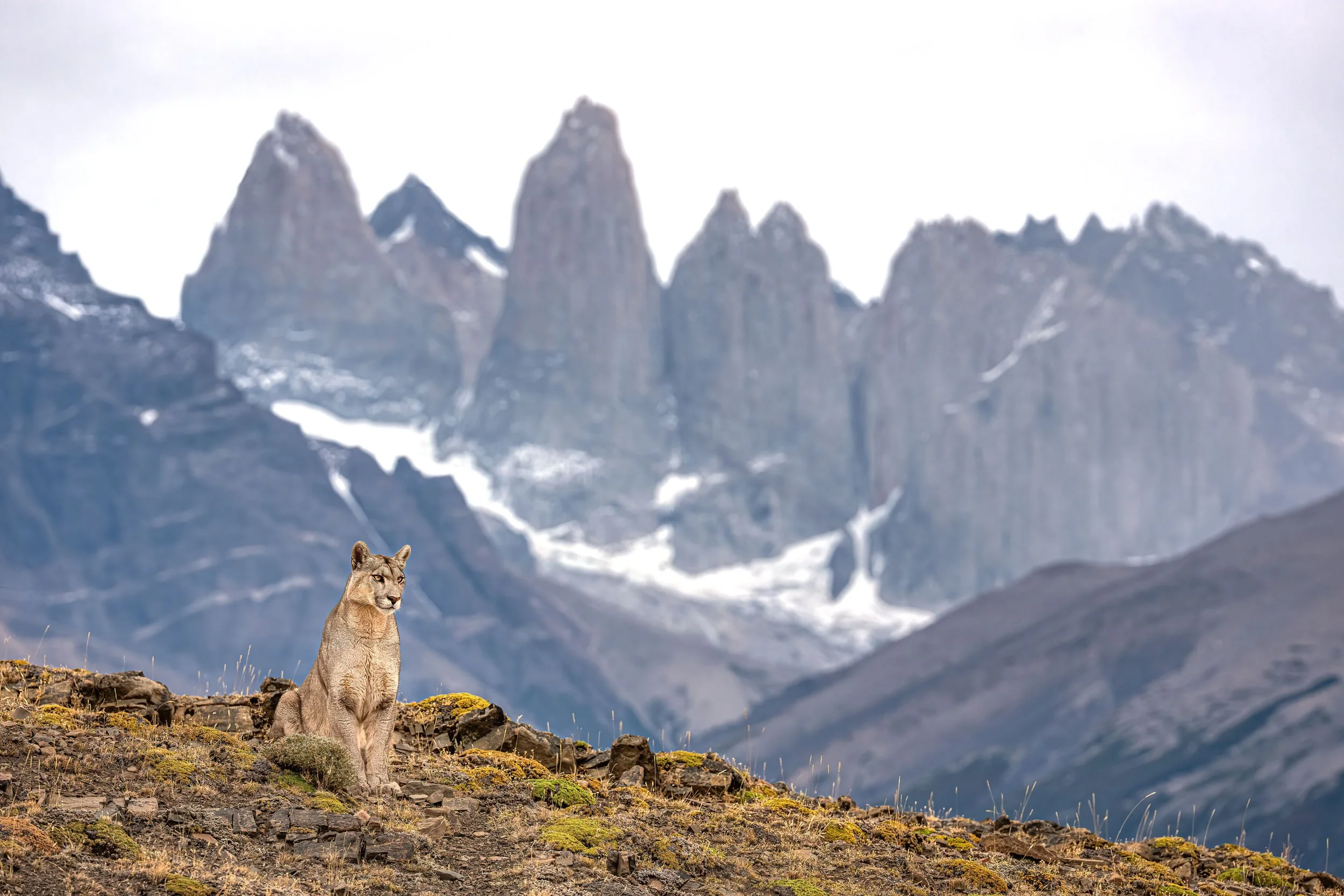 puma-petaka-in-front-of-towers.jpg