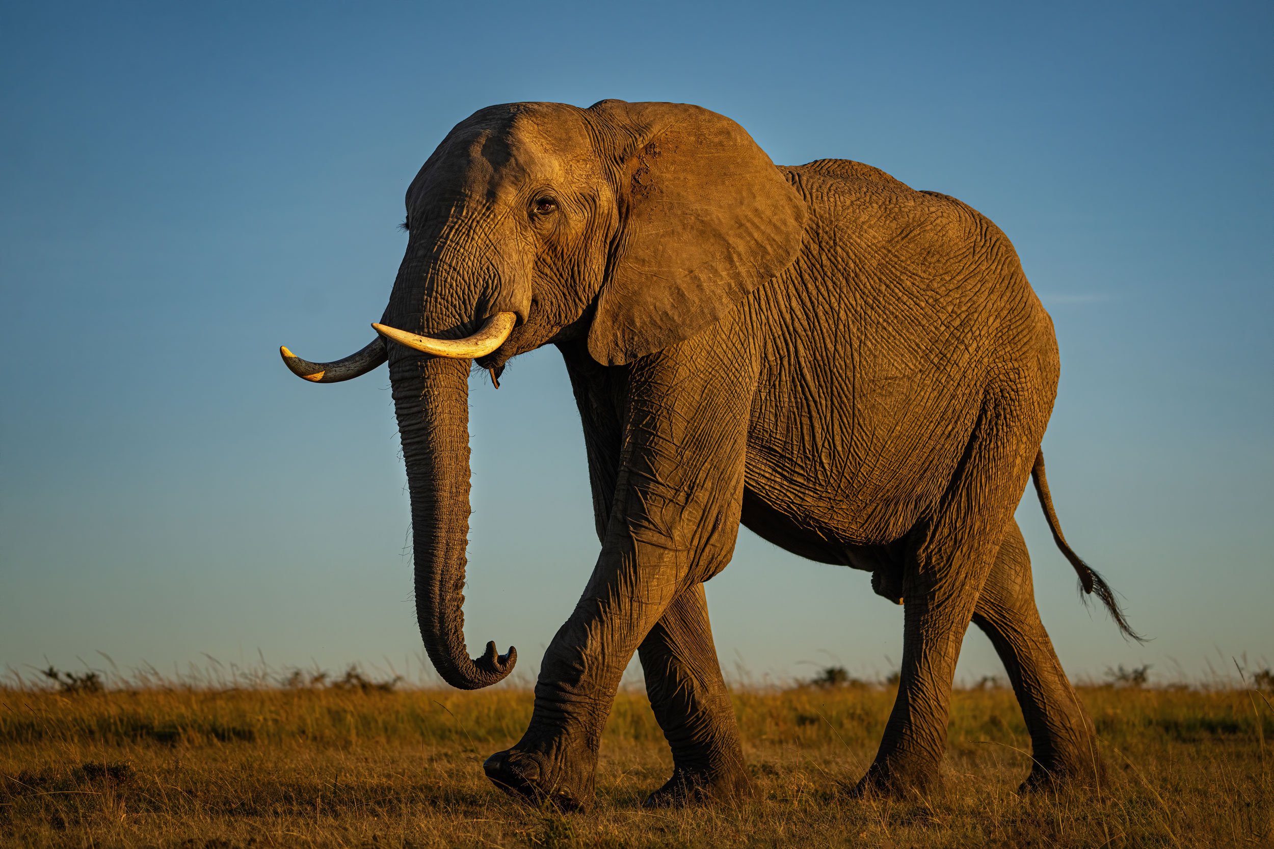 elephant-walking-at-sunrise-web.jpg
