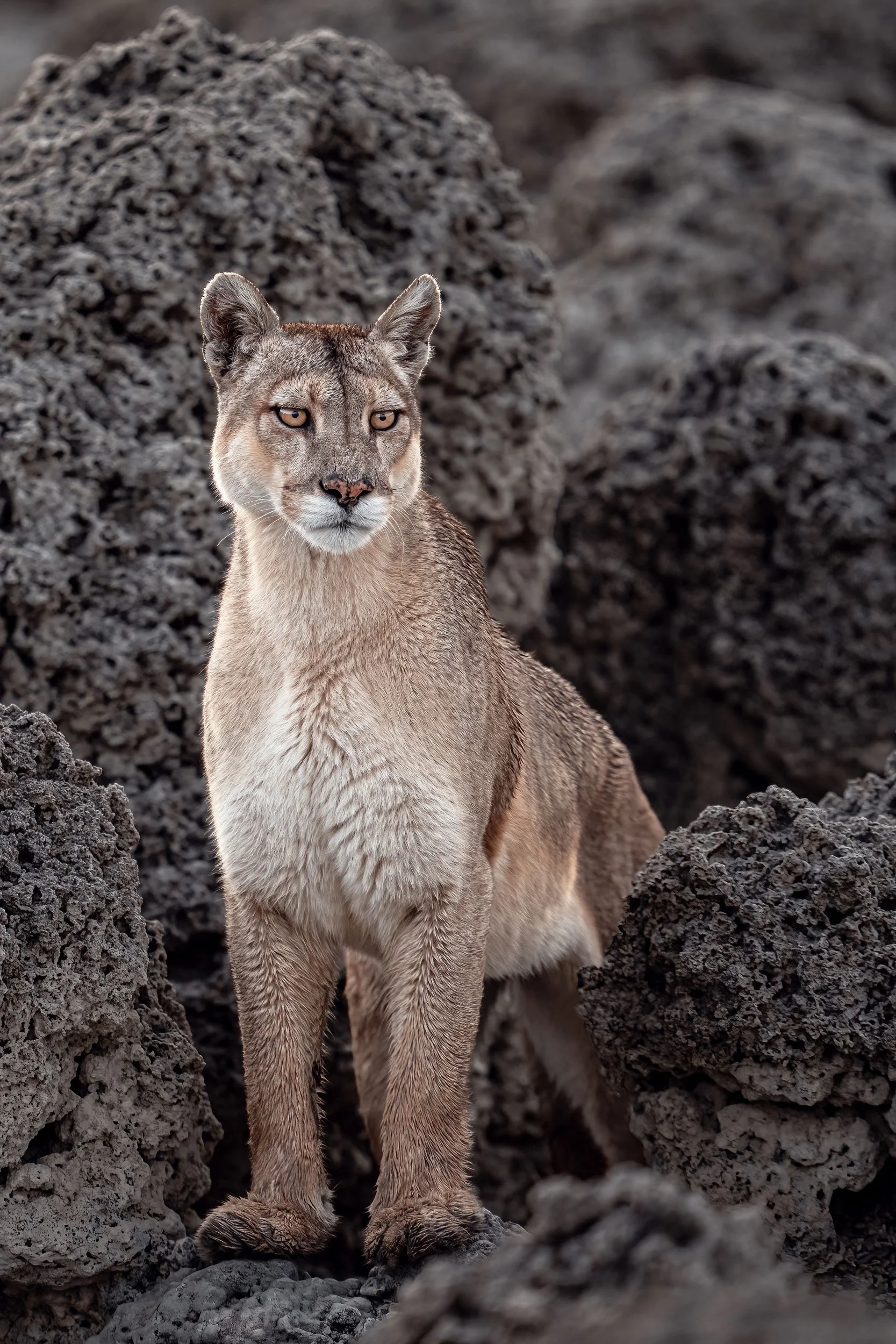 Puma Standing Puma Photography Tours in Patagonia | KAR Safaris