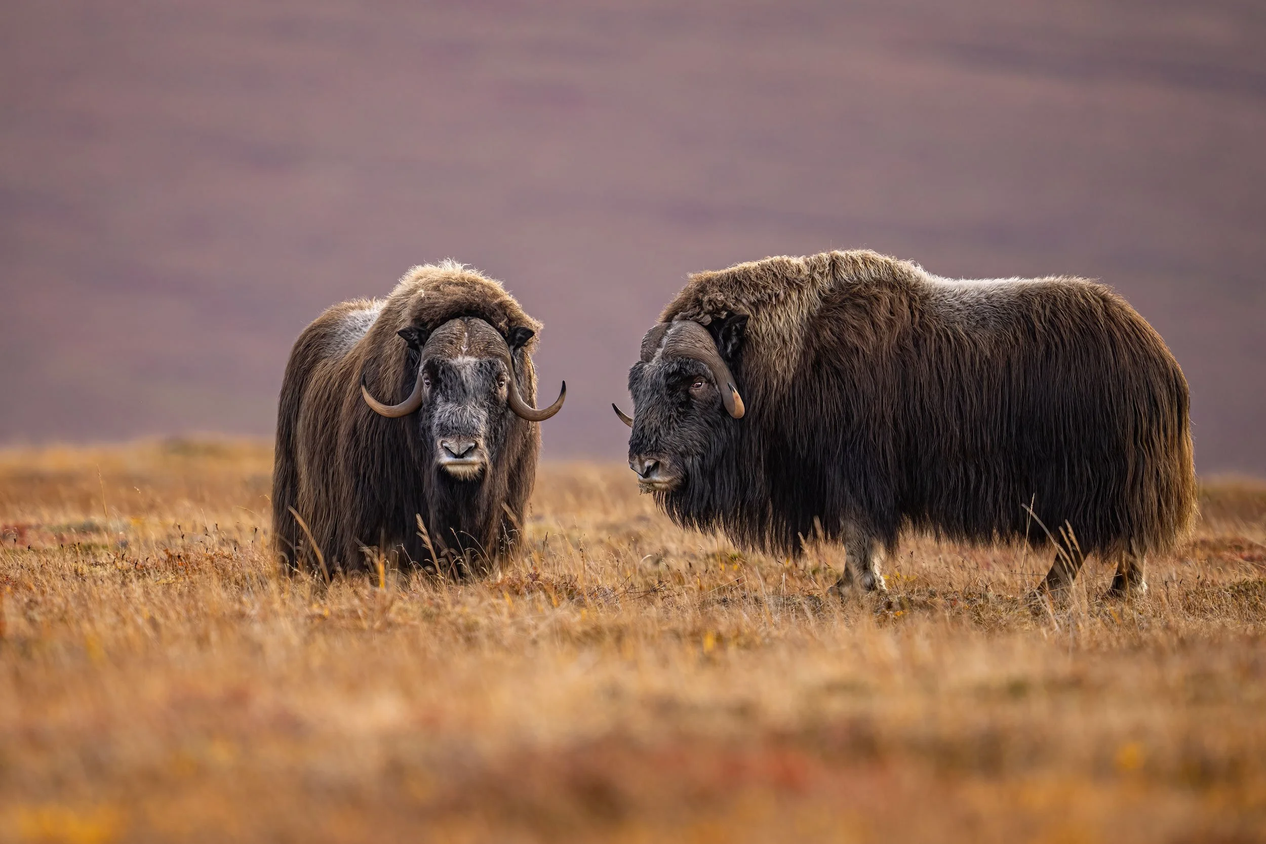2-bull-musk-ox-looking-web.jpg