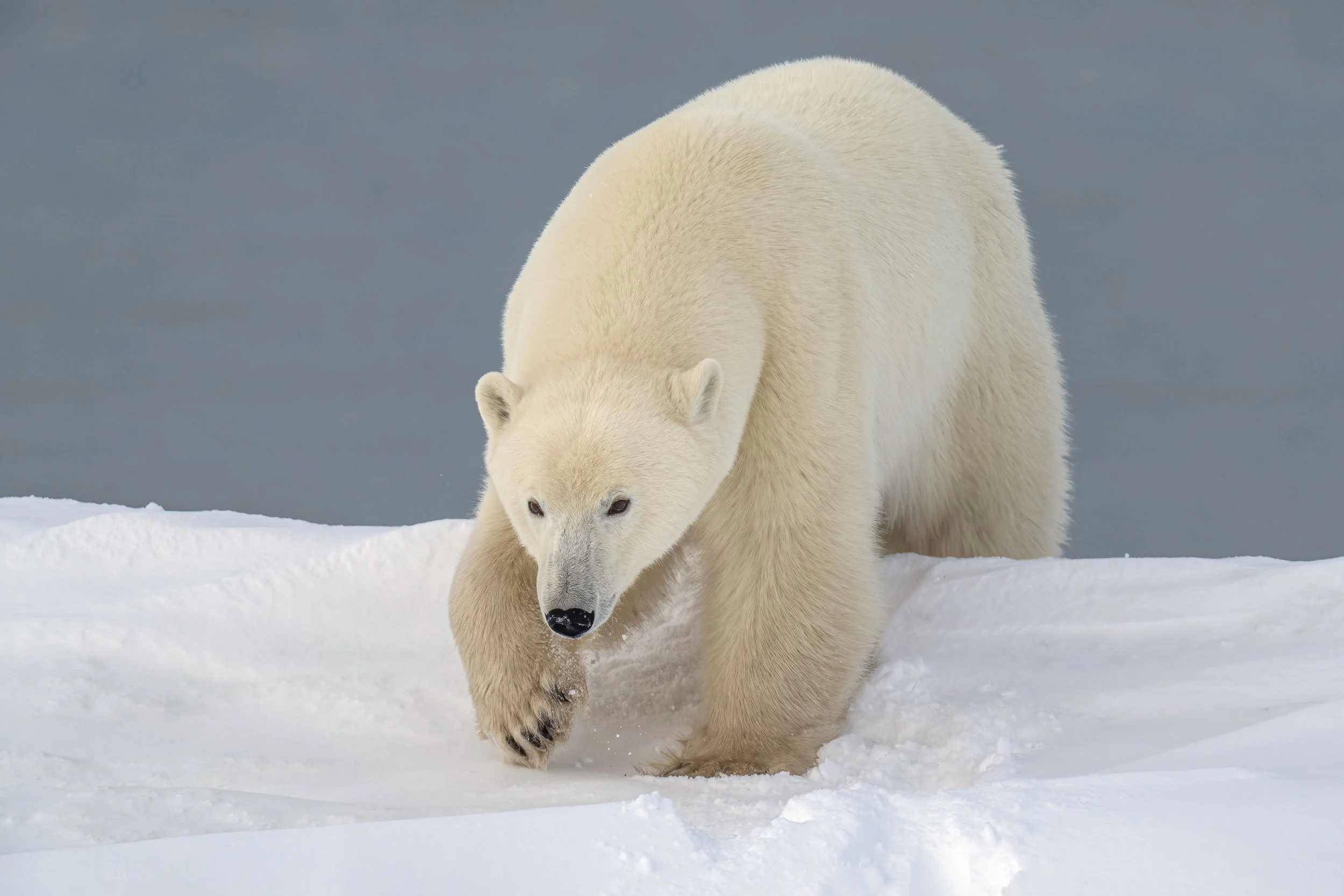polar-bear-climbing-over-snow-ridge-web.jpg
