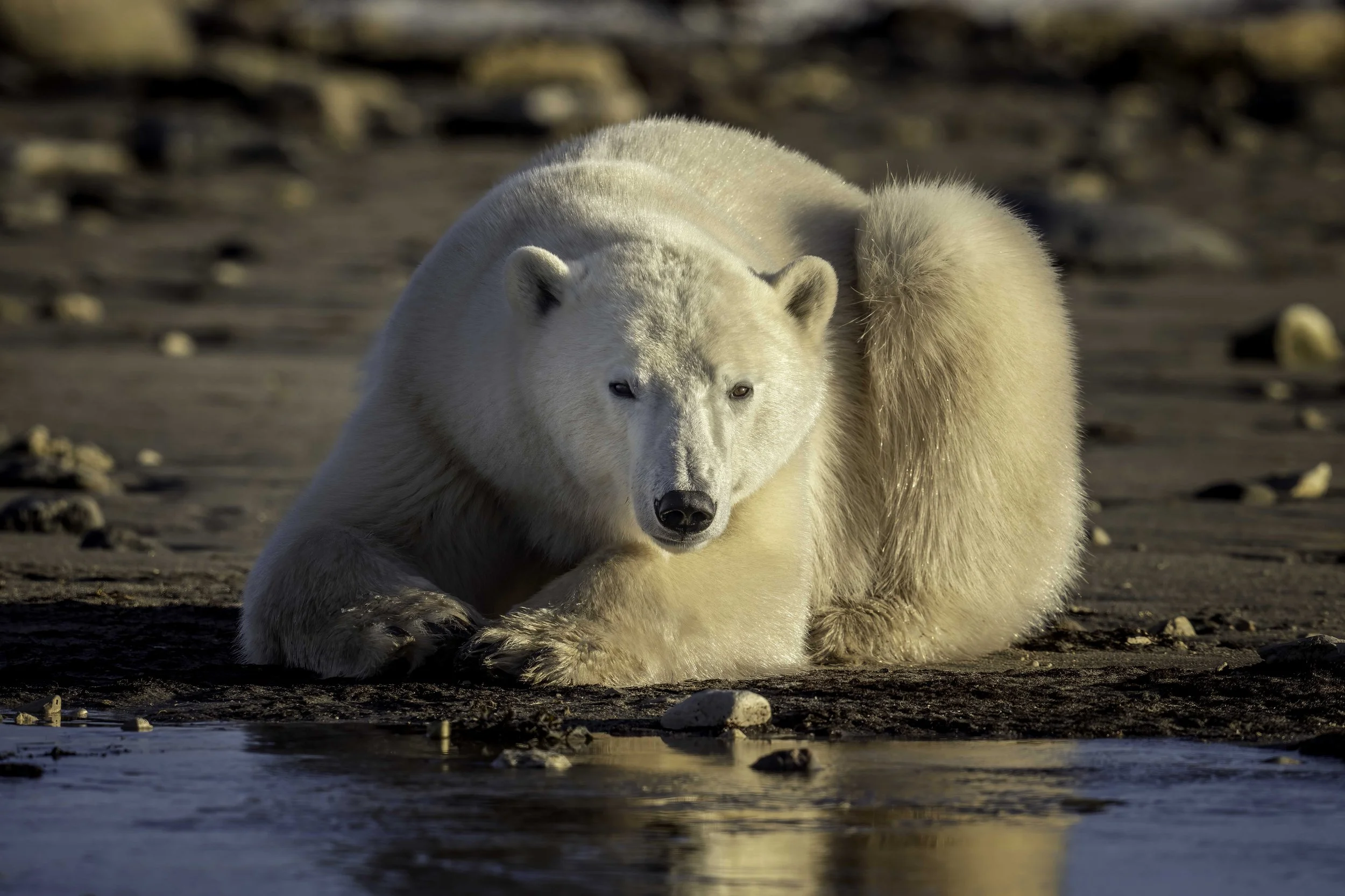 polar bear laying in sun SMALL.jpg