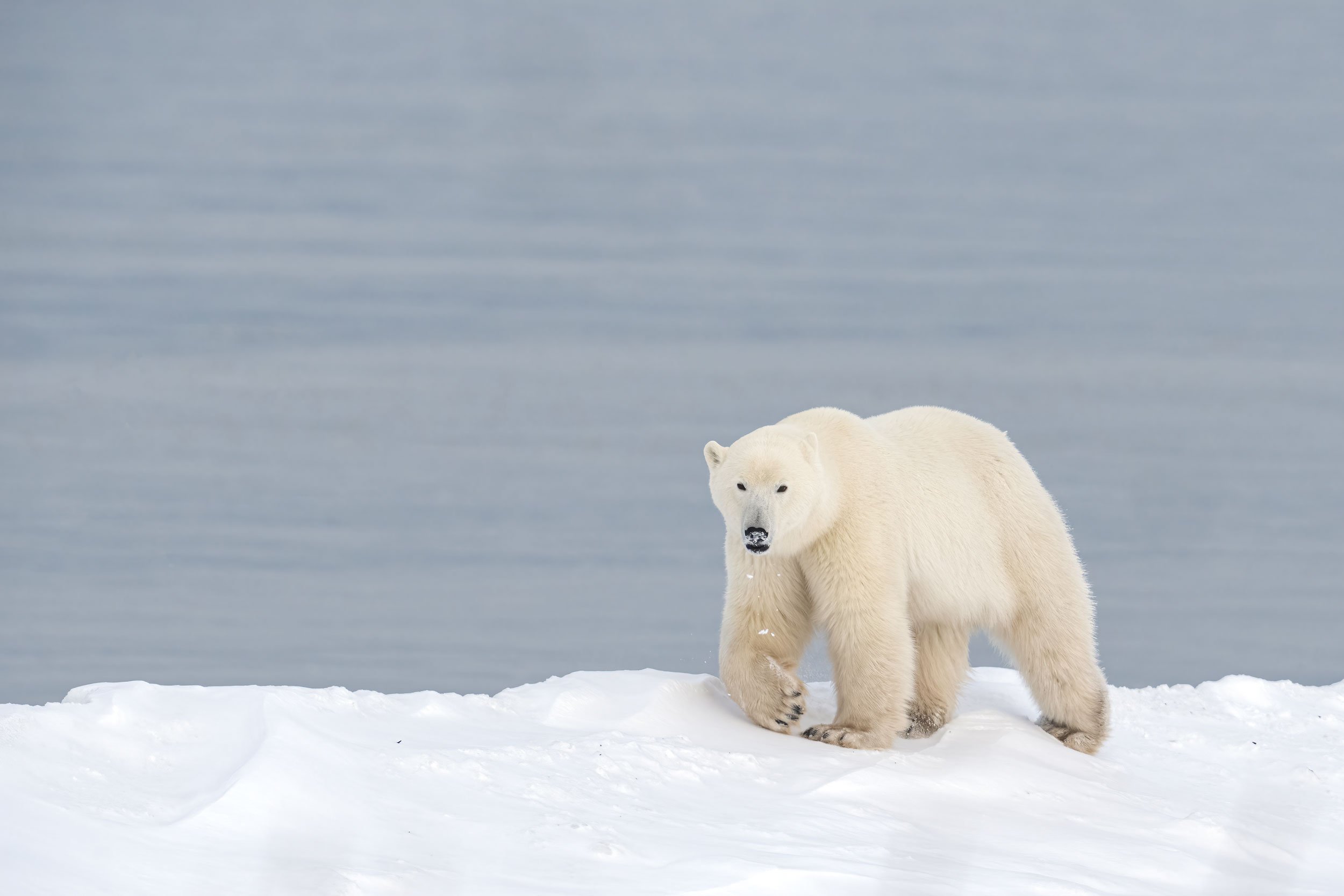 polar-bear-walking-on-snow-ridge-web.jpg