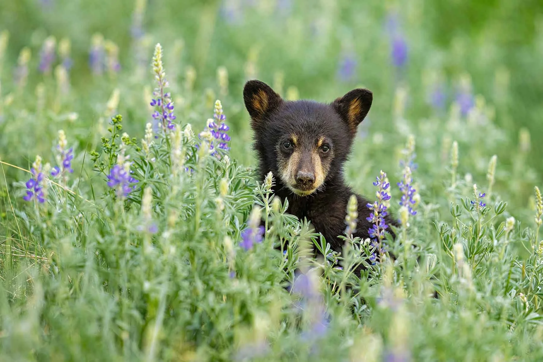 Among-the-Lupines-For-Web.jpg