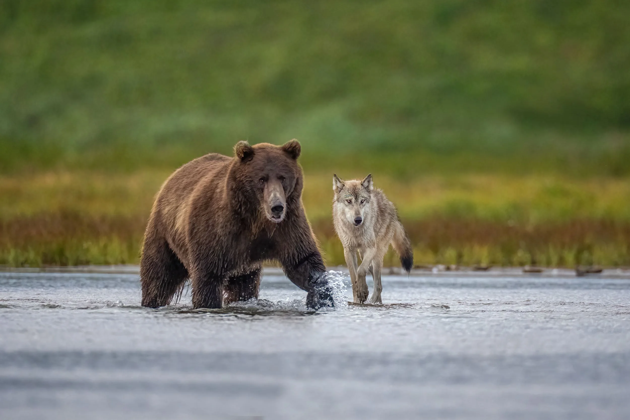 coastal-wolf-and-brown-bear-fishing.jpg