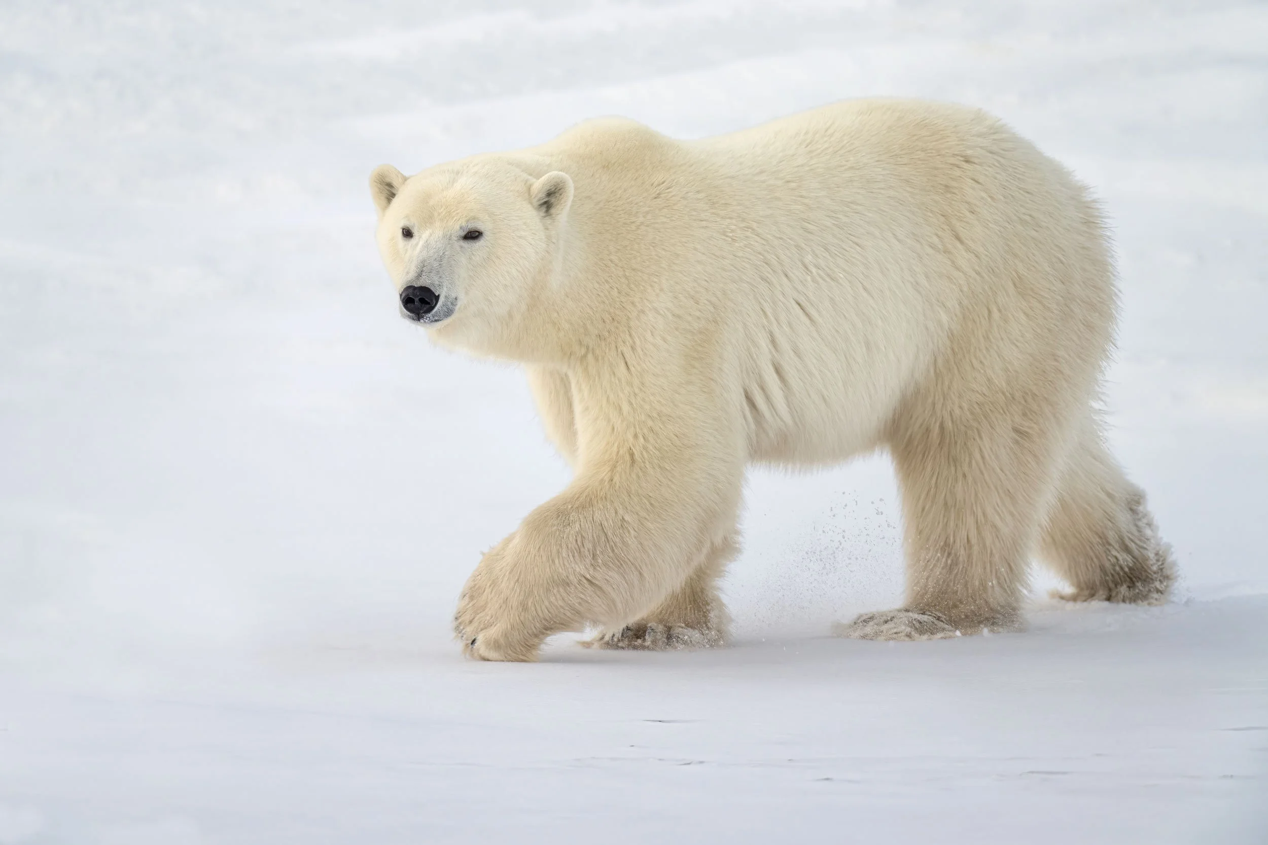 polar-bear-walking-over-snow-snow.jpg