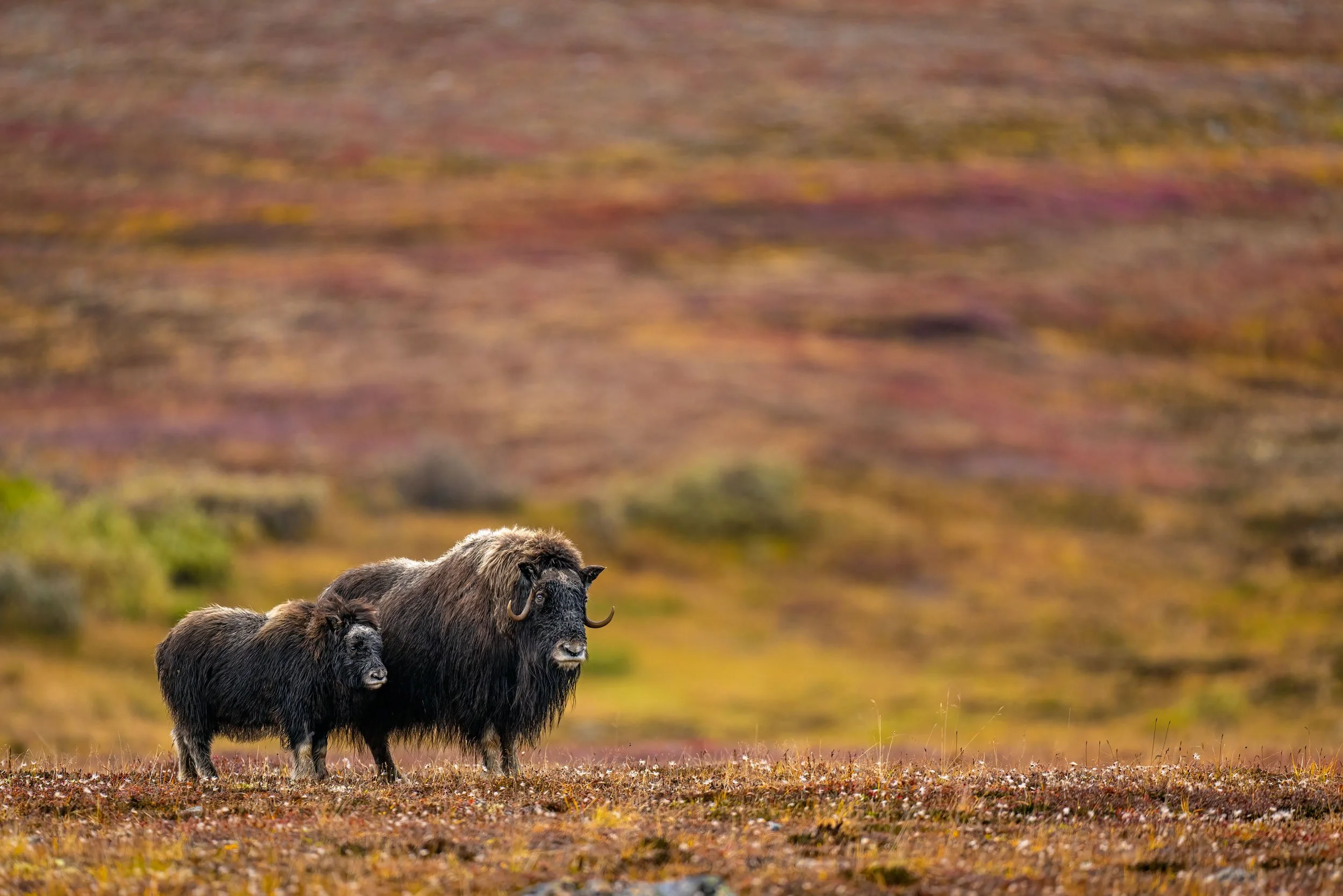 musk-ox-cow-and-calf.jpg