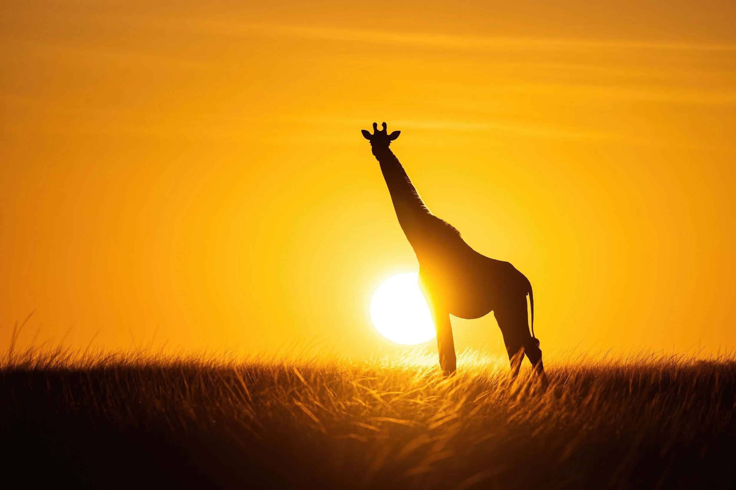 giraffe-sun-ball-sunrise-web.jpg