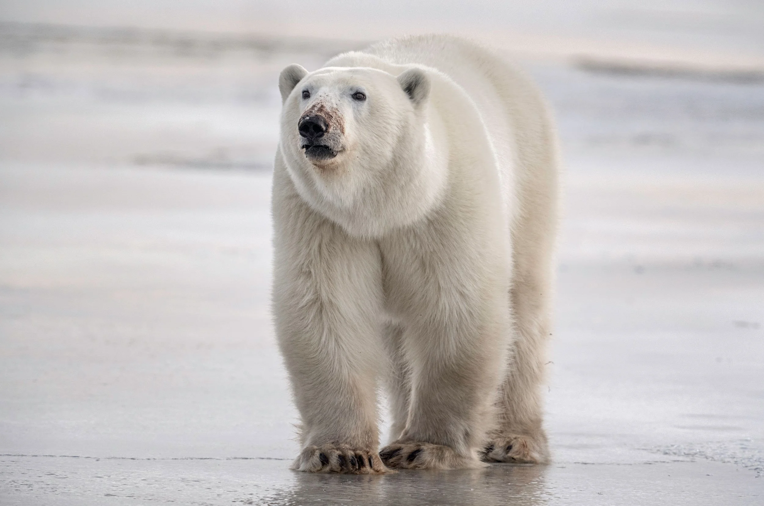 polar-bear-standing-on-ice-web.jpg
