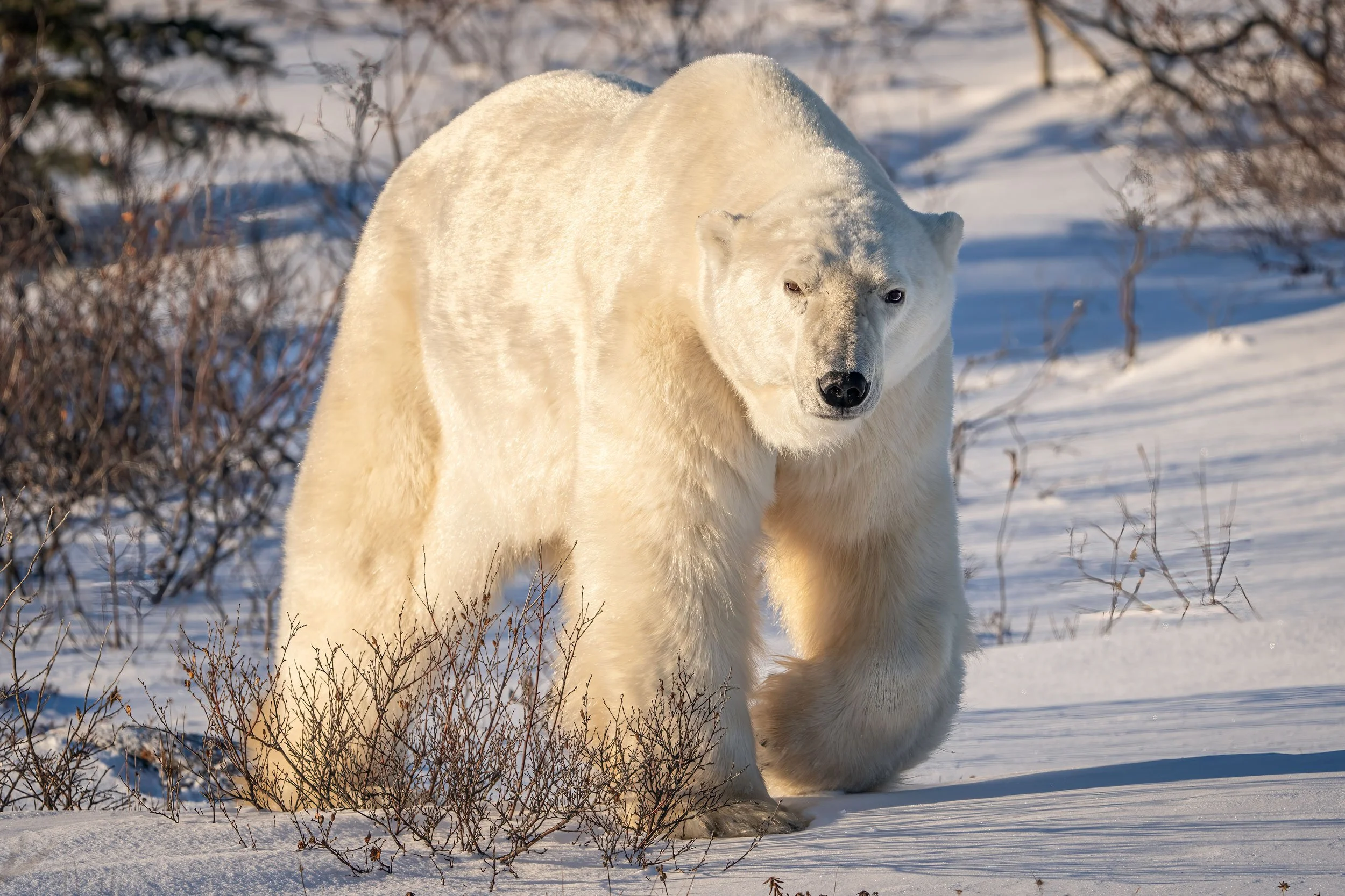 polar-bear-boar-walking-web.jpg