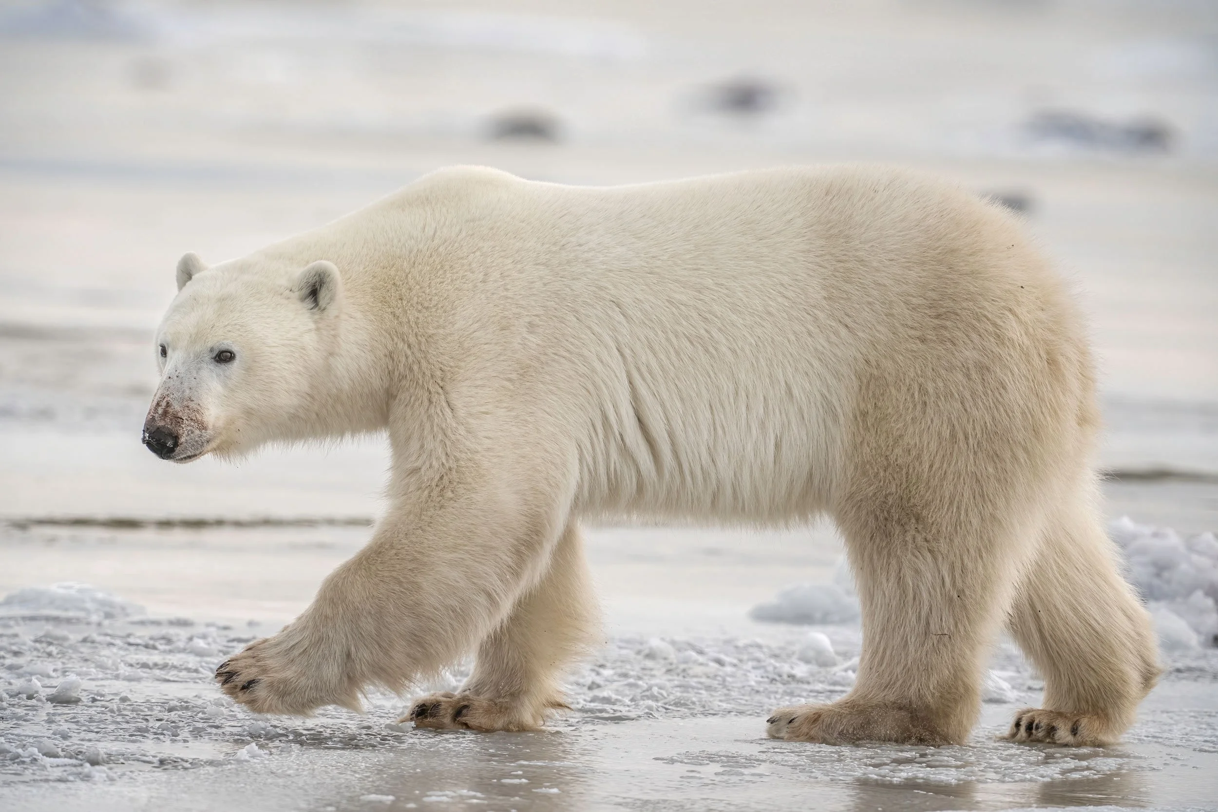 polar-bear-walking-on-ice-2-web.jpg