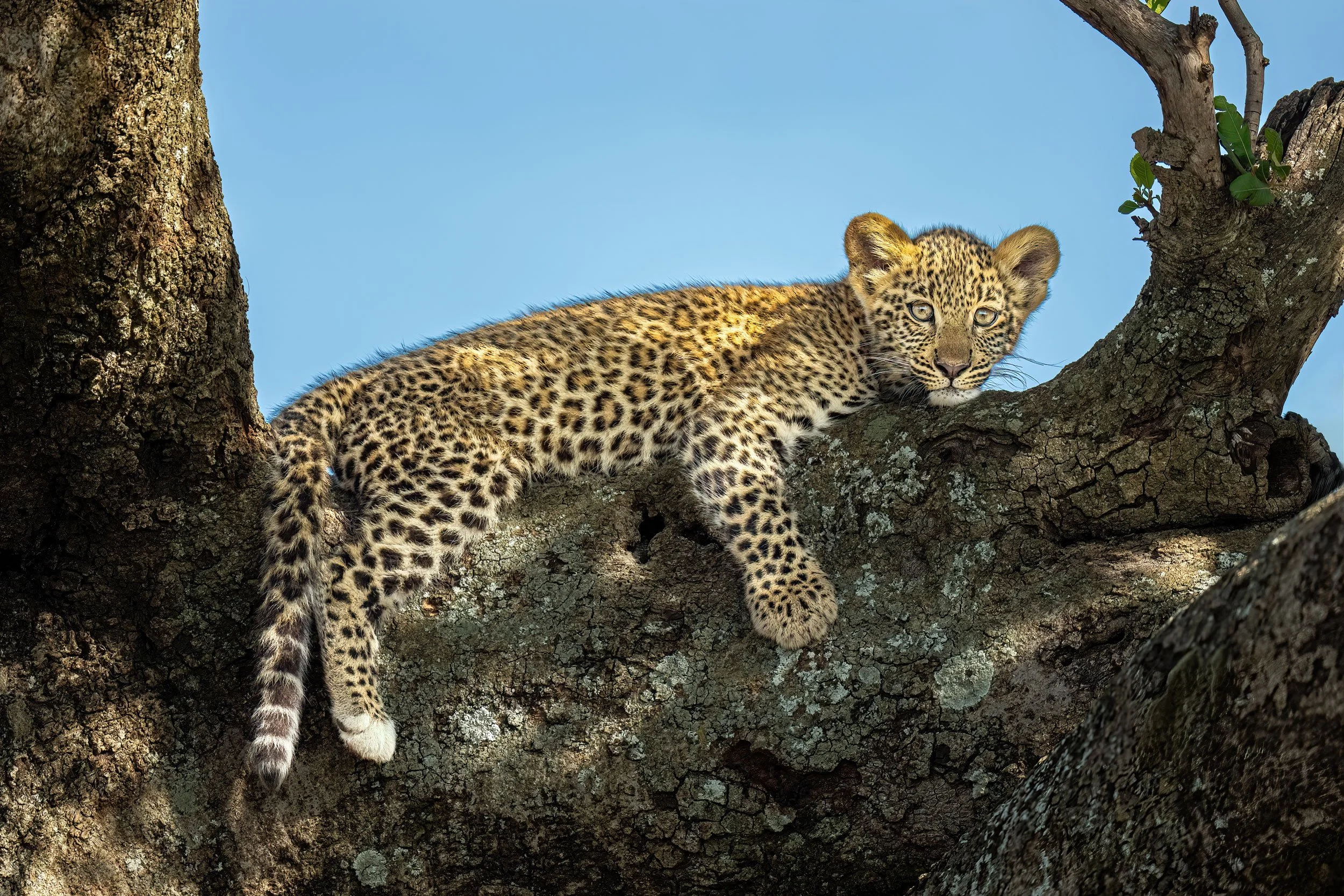 leaopard-cub-laying-in-a-tree-web.jpg