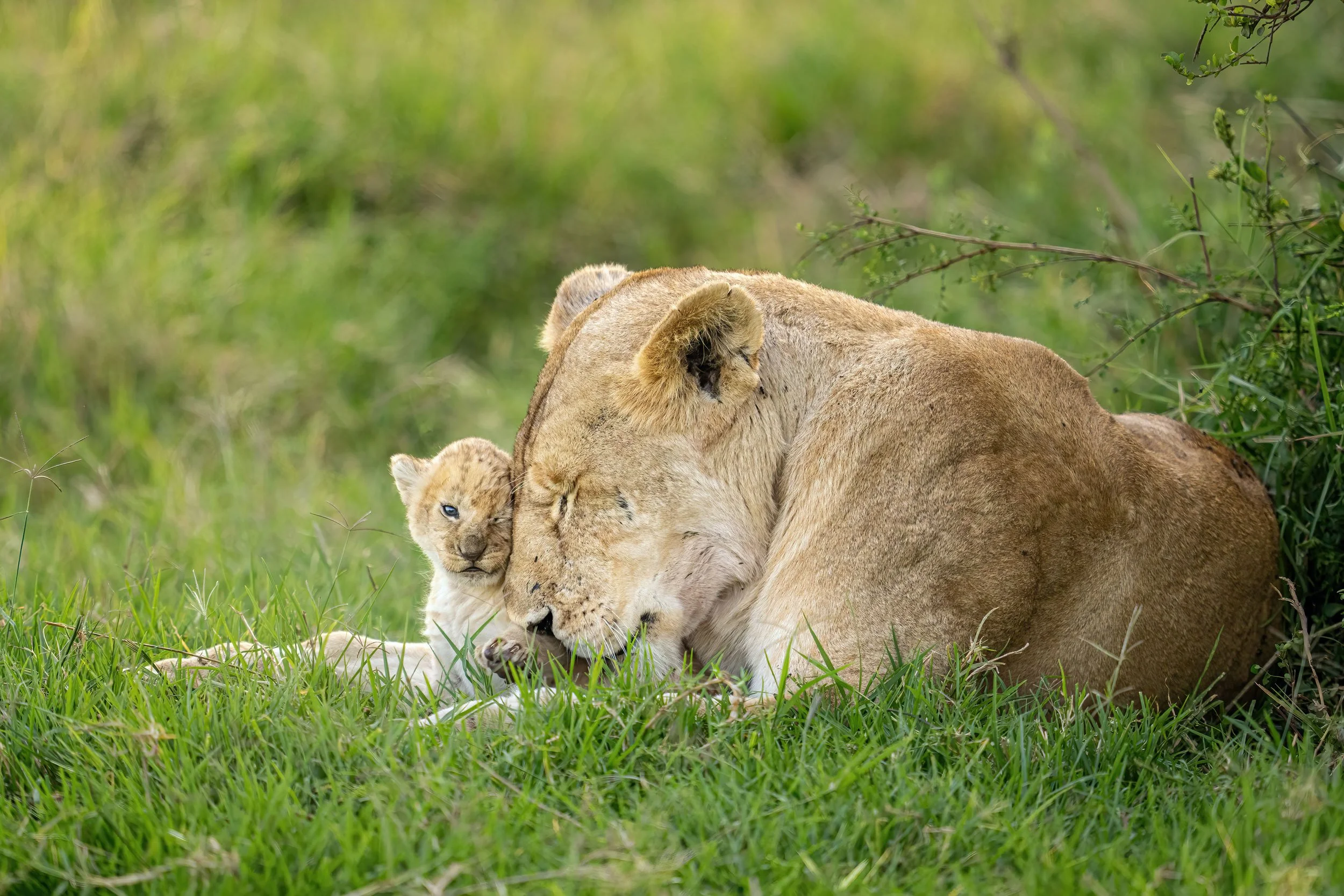 lionesse-and-cub-snuggling-web.jpg