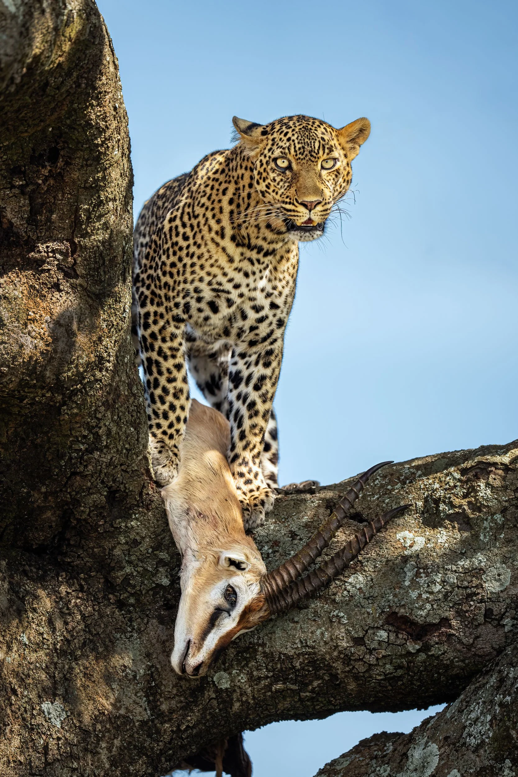 leopard-ndoto-in-tree-with-gazel-web.jpg
