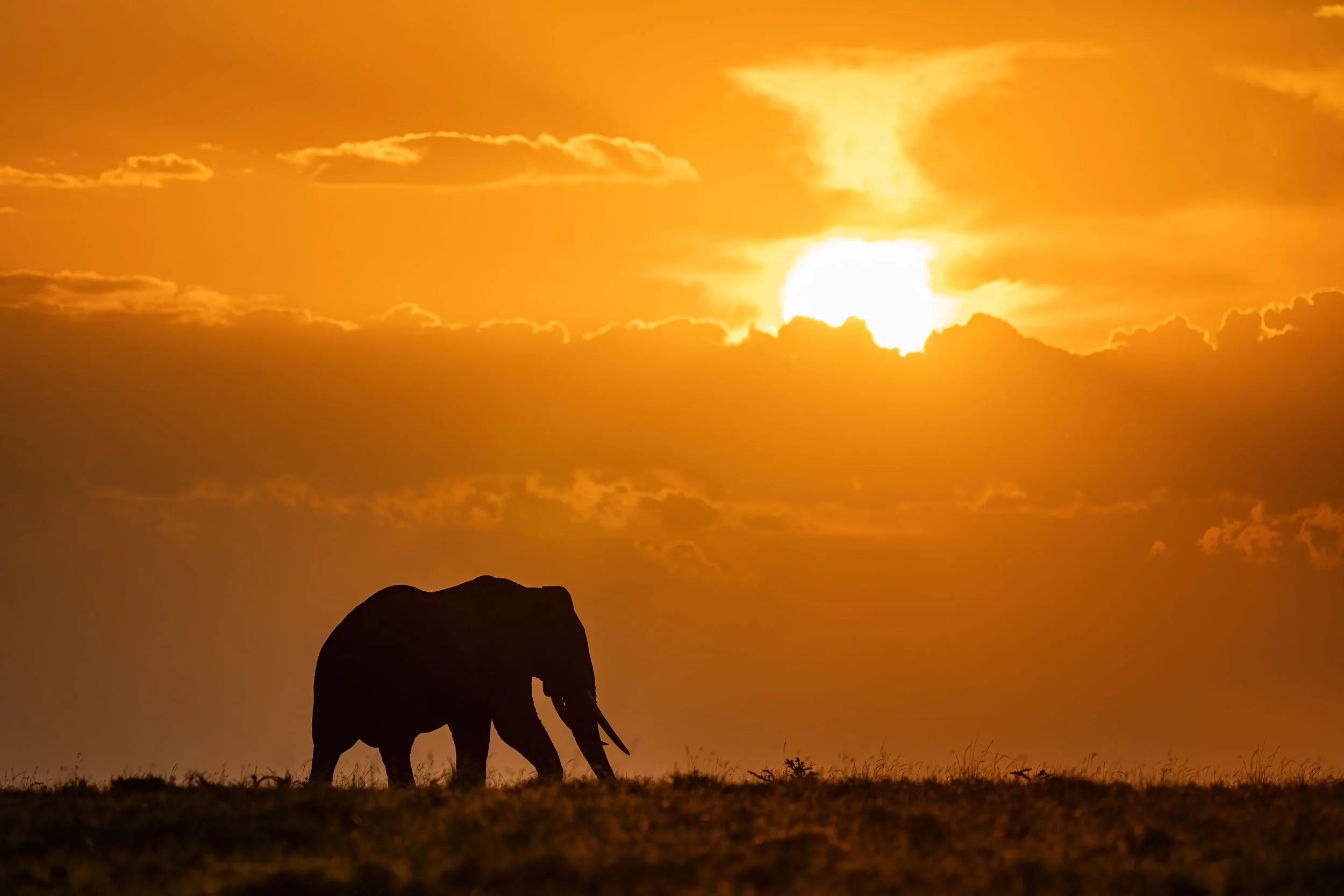 elephant-sunset-silhouette-web.jpg