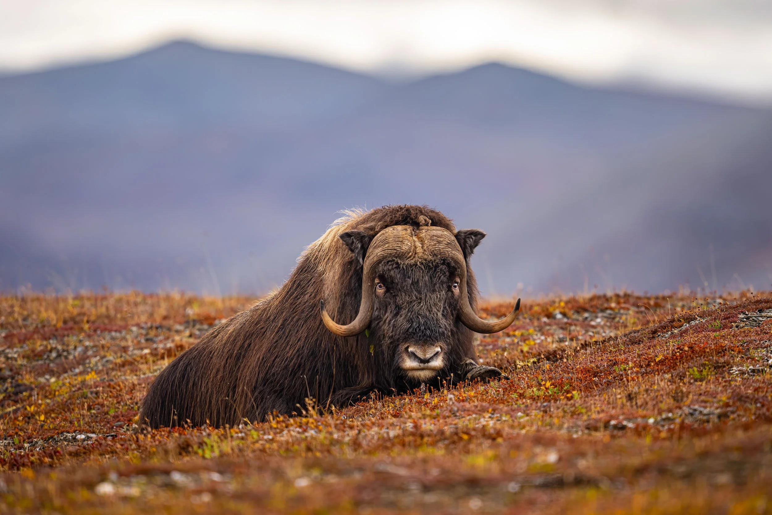 musk-ox-laying-on-tundra-in-front-of-mountains.jpg