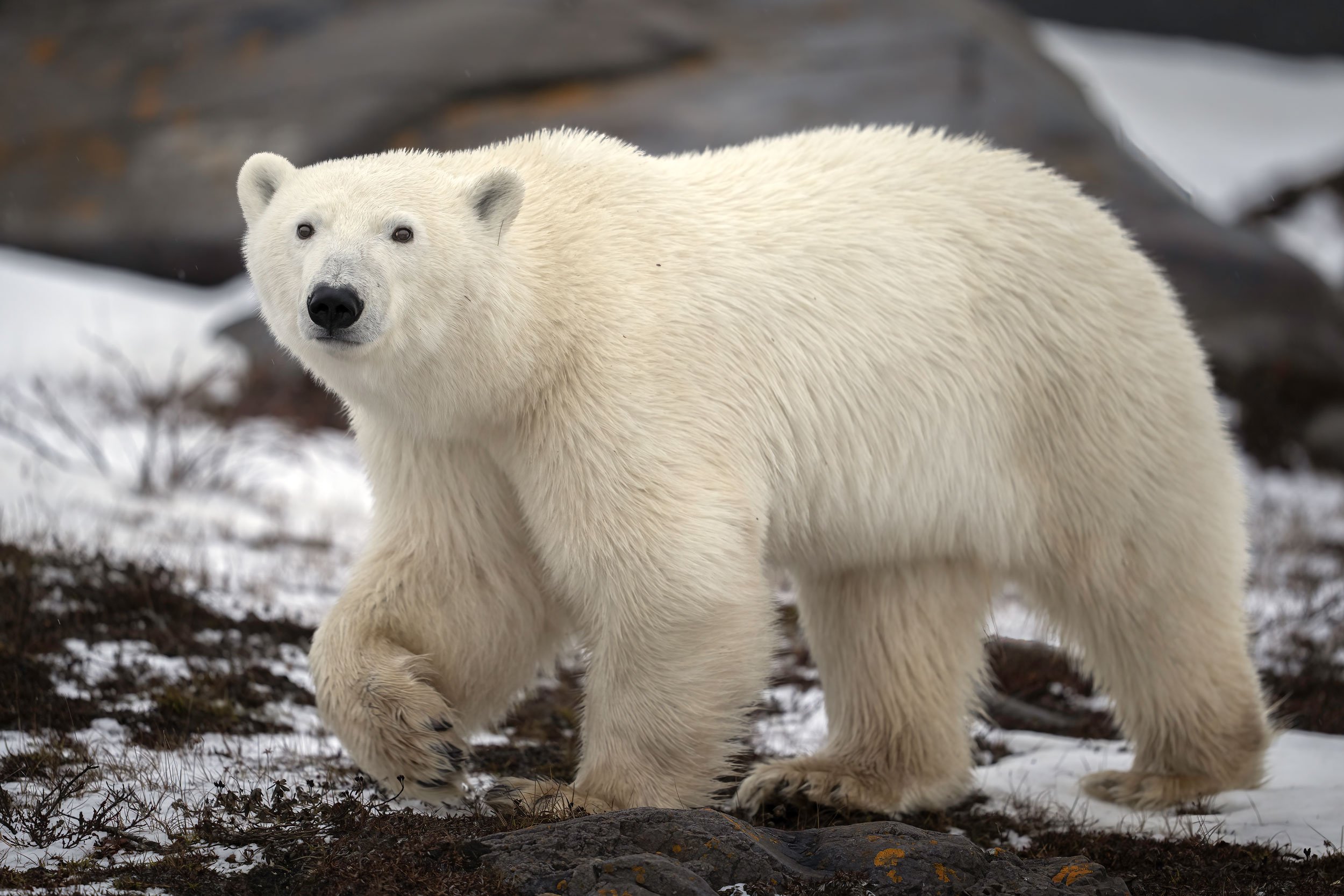 polar-bear-walking-on-tundra-web.jpg