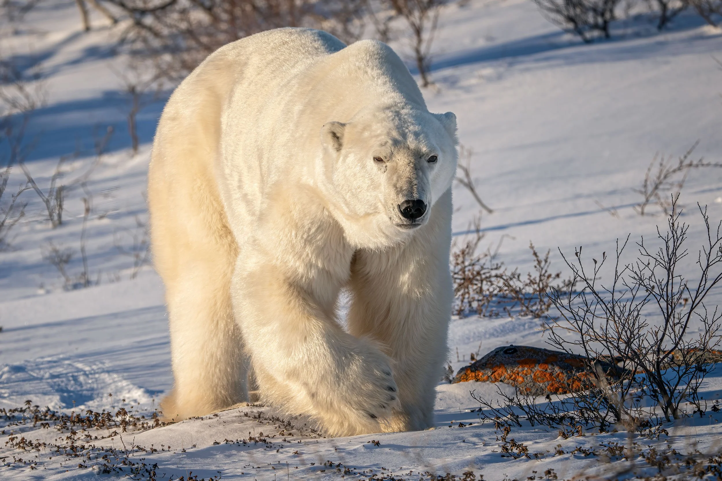 polar-bear-boar-walking-3-web.jpg