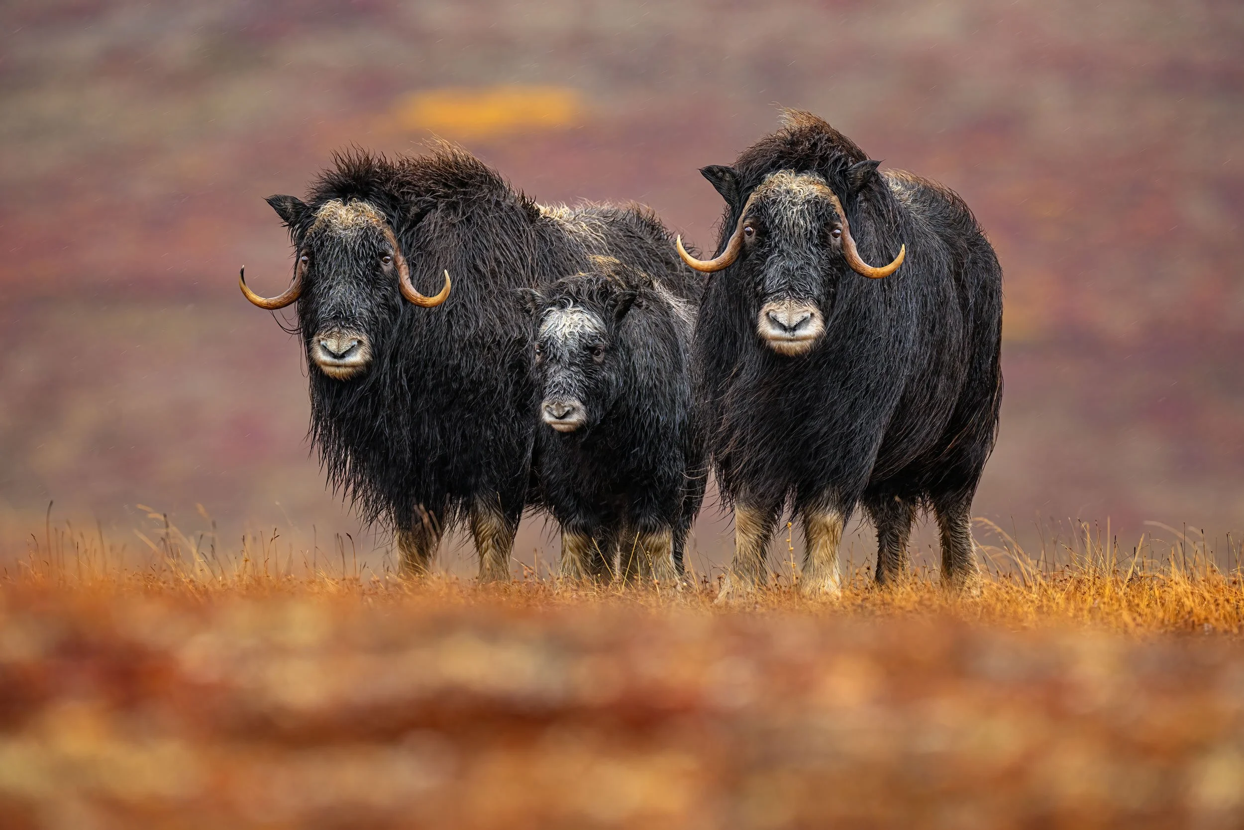musk-ox-cows-and-calf-in-rain-web.jpg