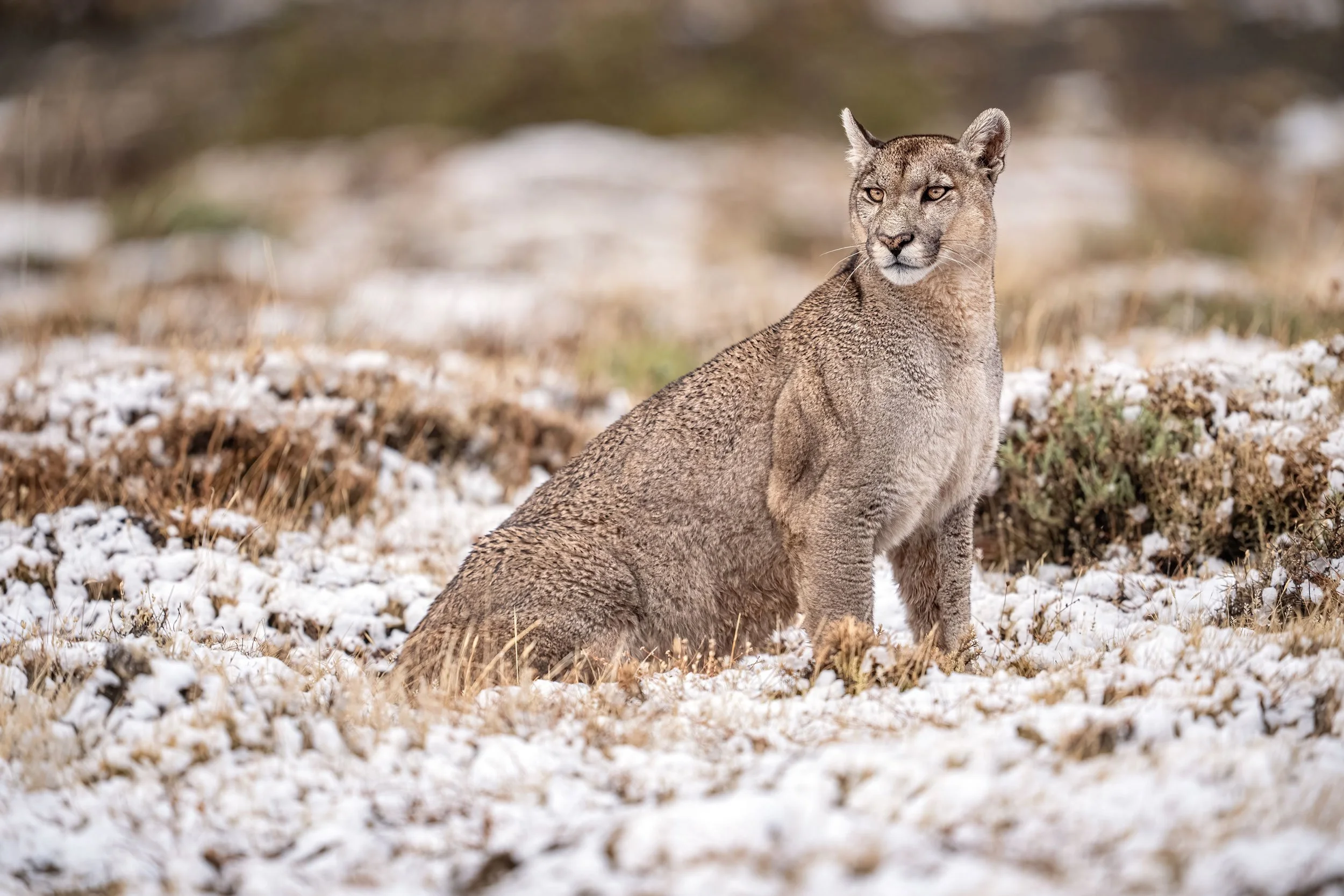 puma-petaka-in-the-snow.jpg