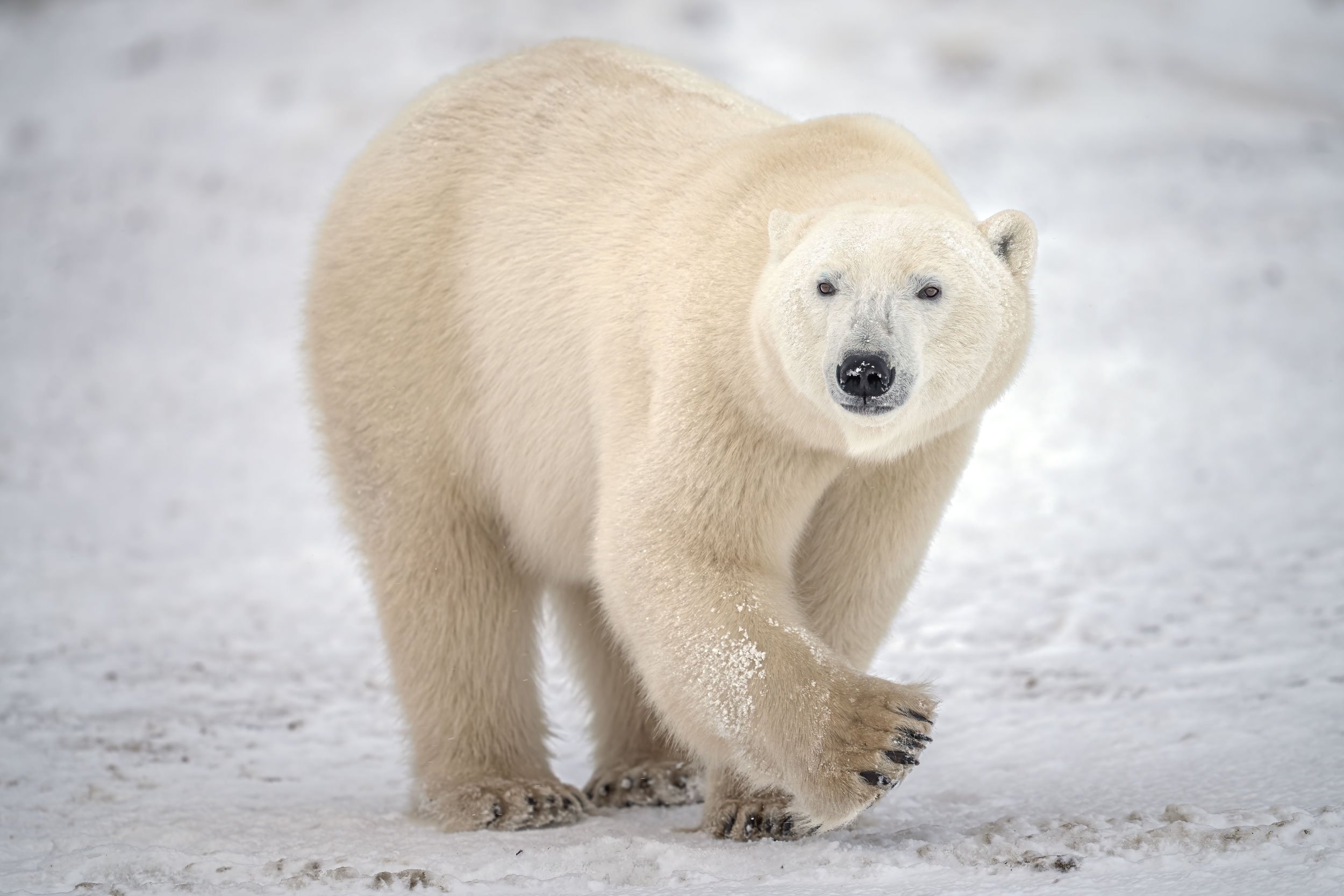 polar-bear-walking-on-snow-close-up-web.jpg