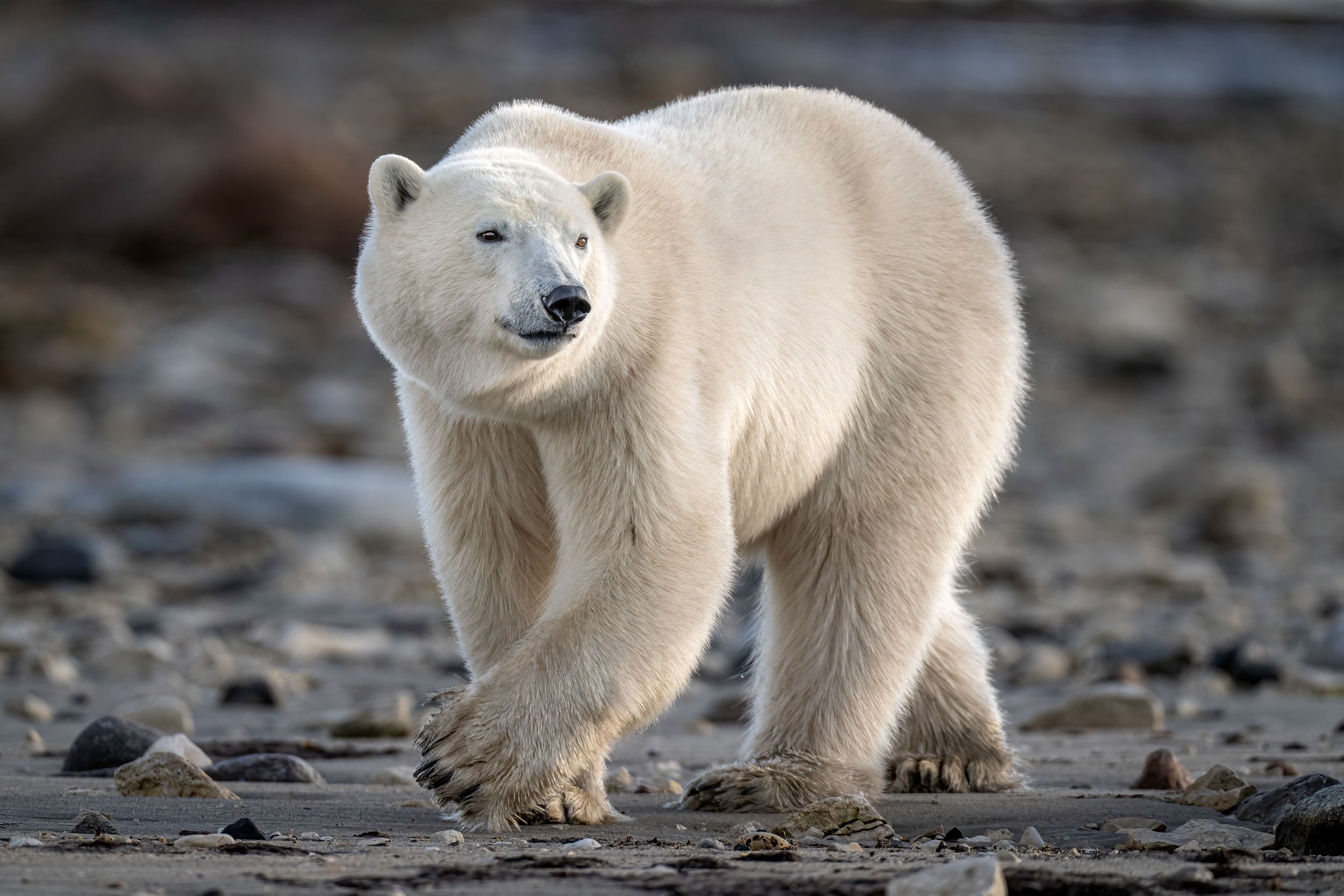 polar-bear-walking-on-beach-web.jpg