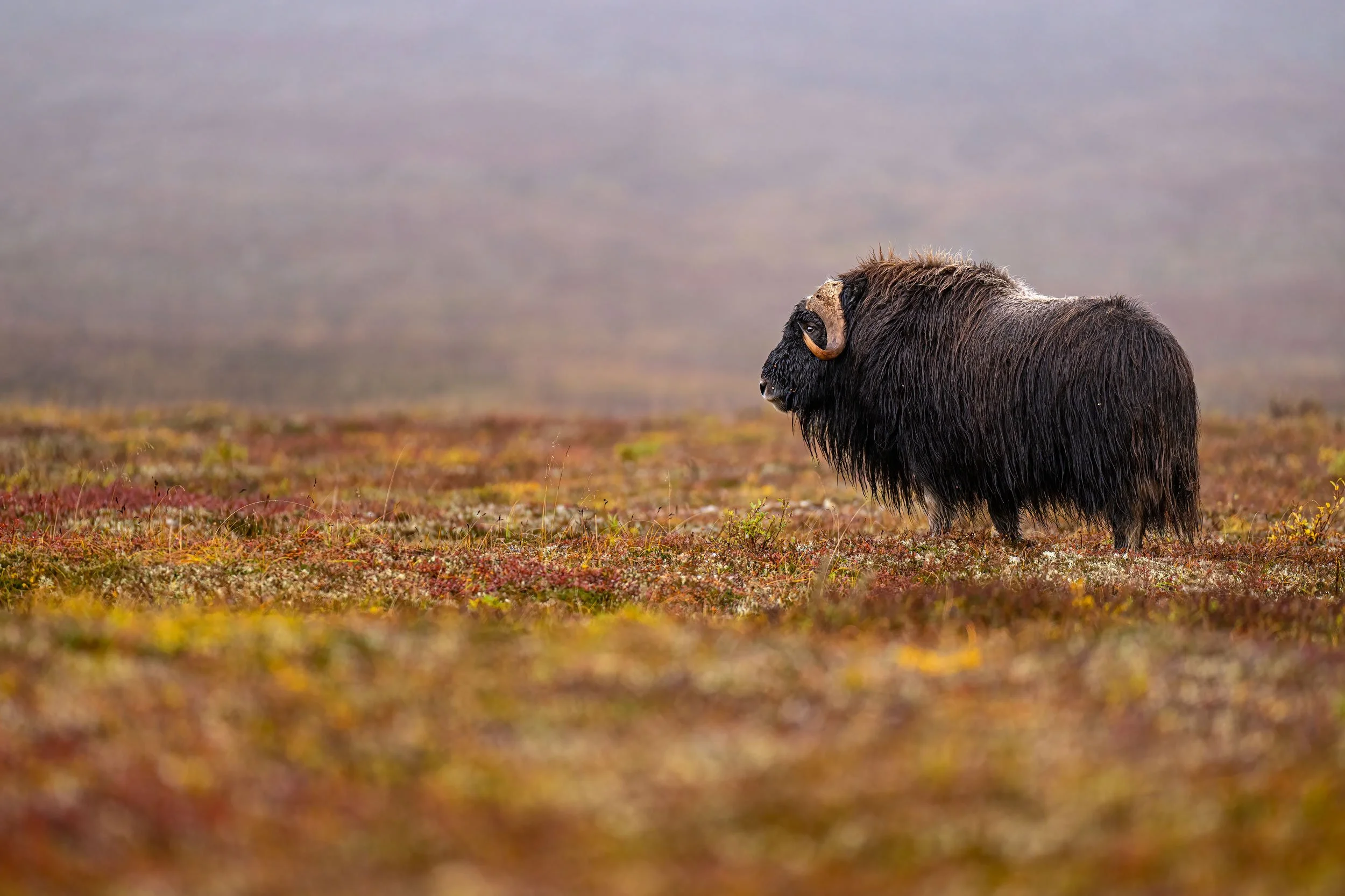 bull-musk-ox-in-the-fog-2.jpg