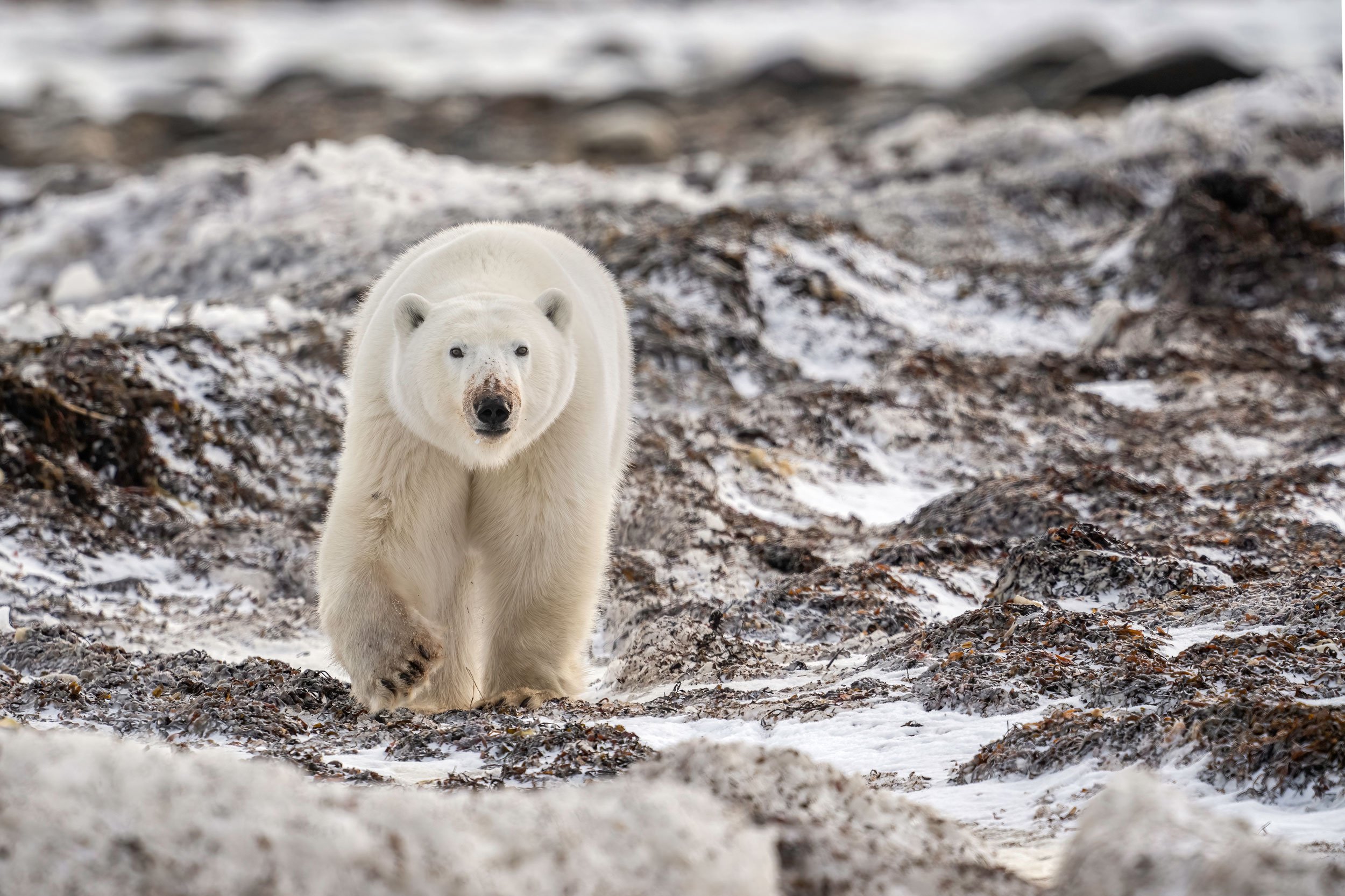 polar-bear-walking-on-frozen-beach-web.jpg