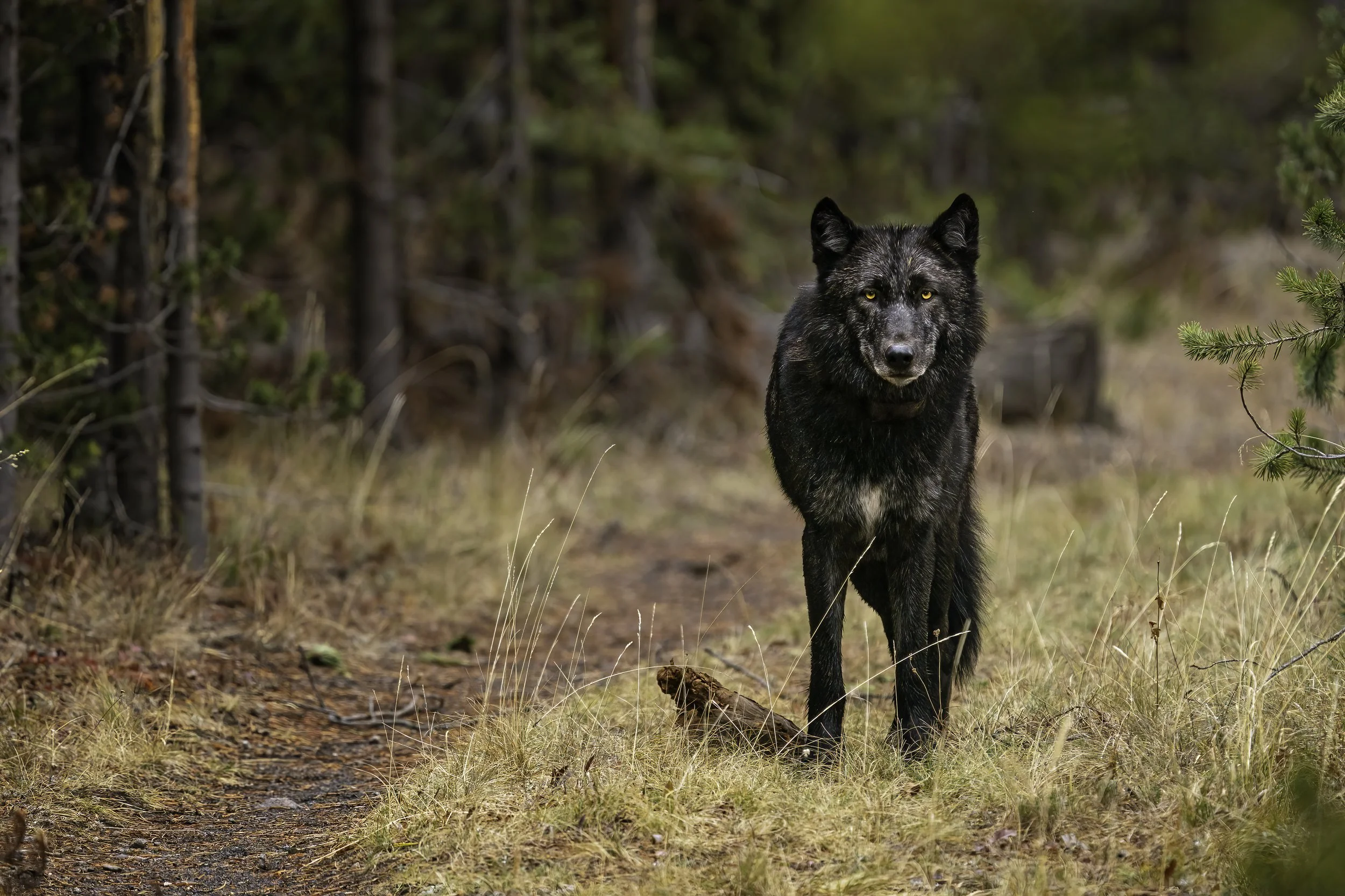 black wolf on trail 2.jpg