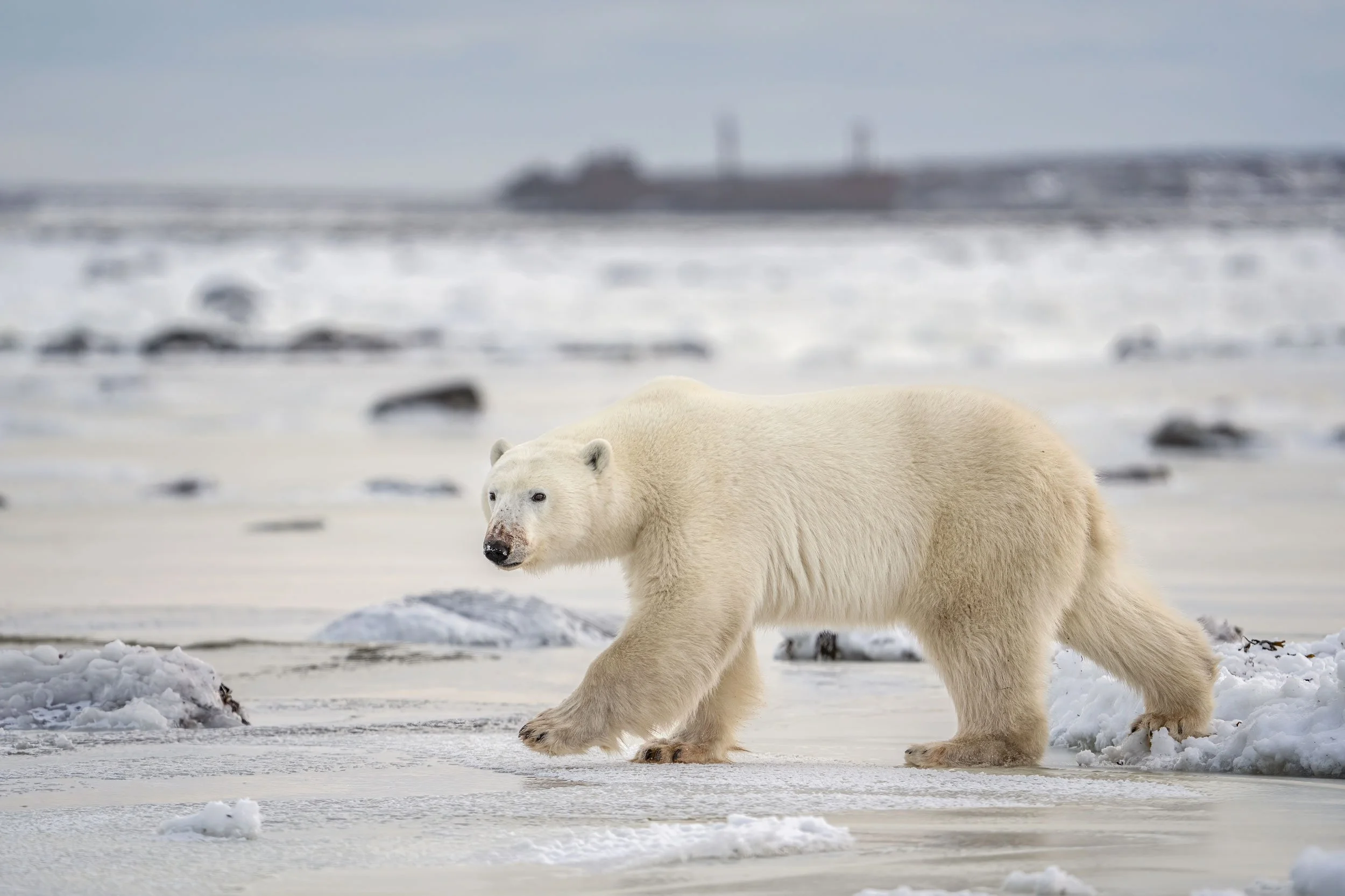 polar-bear-walking-on-ice-ithica-in-BG-web.jpg