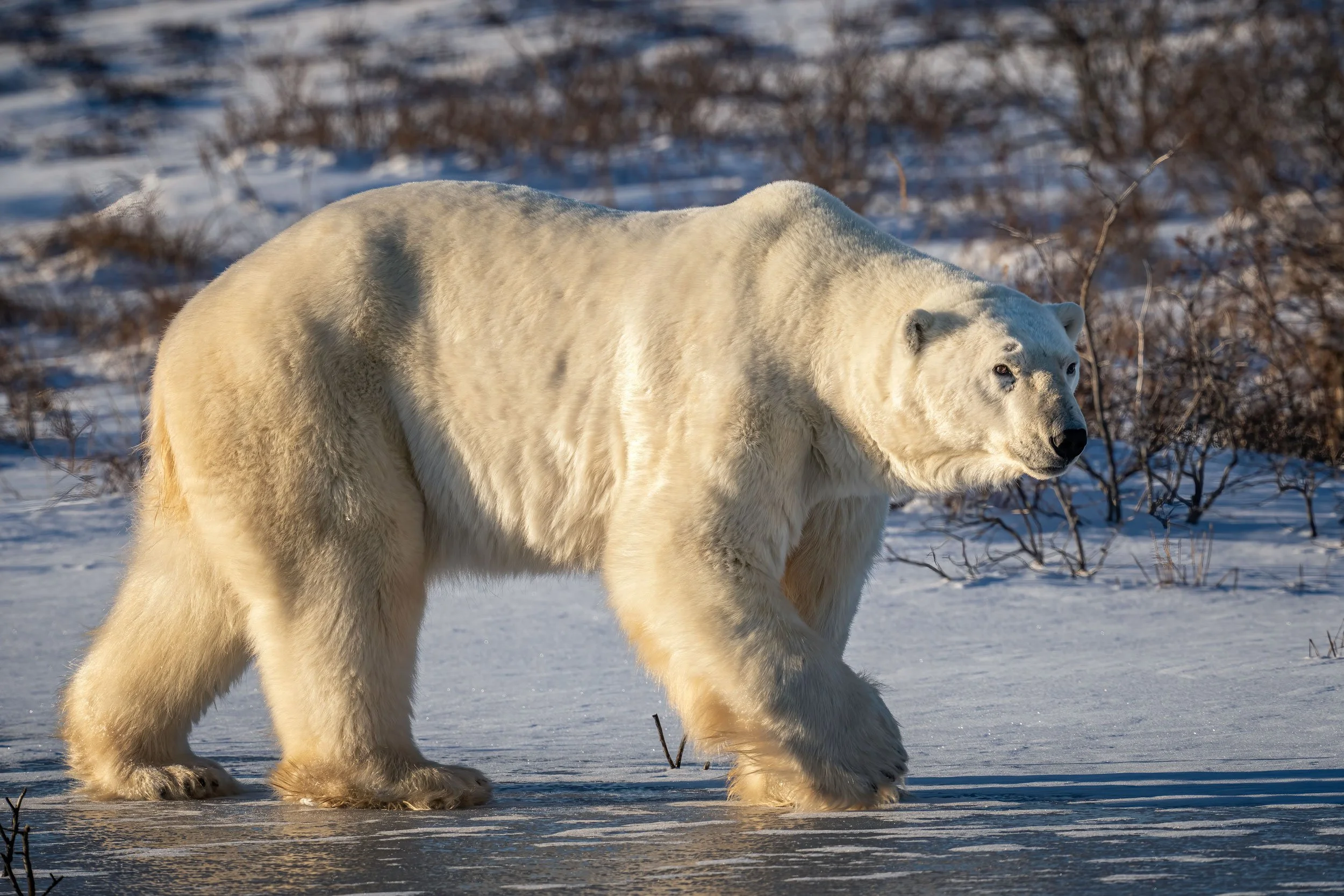 polar-bear-boar-walking-4-web.jpg