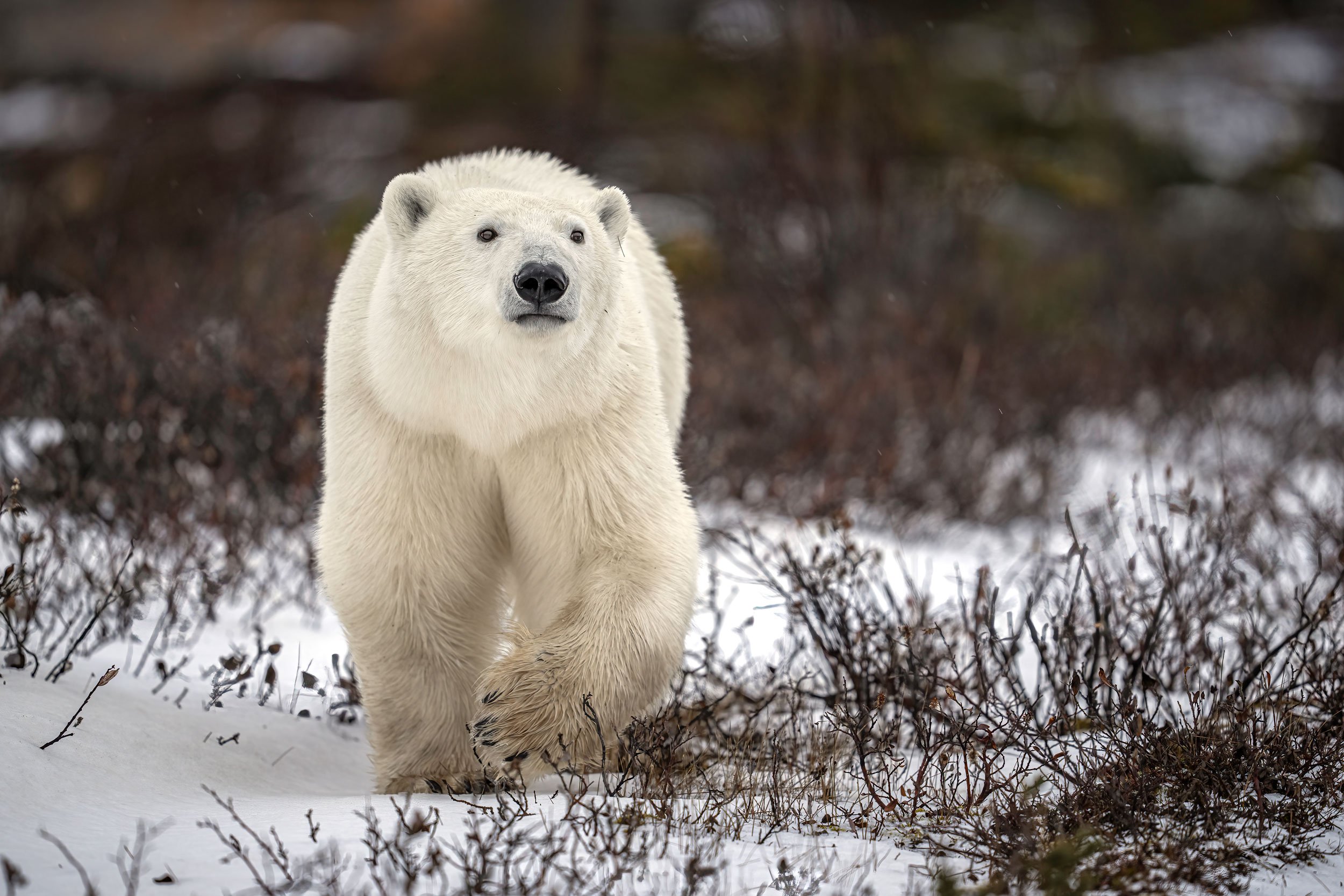 polar-bear-walking-through-brush-web.jpg
