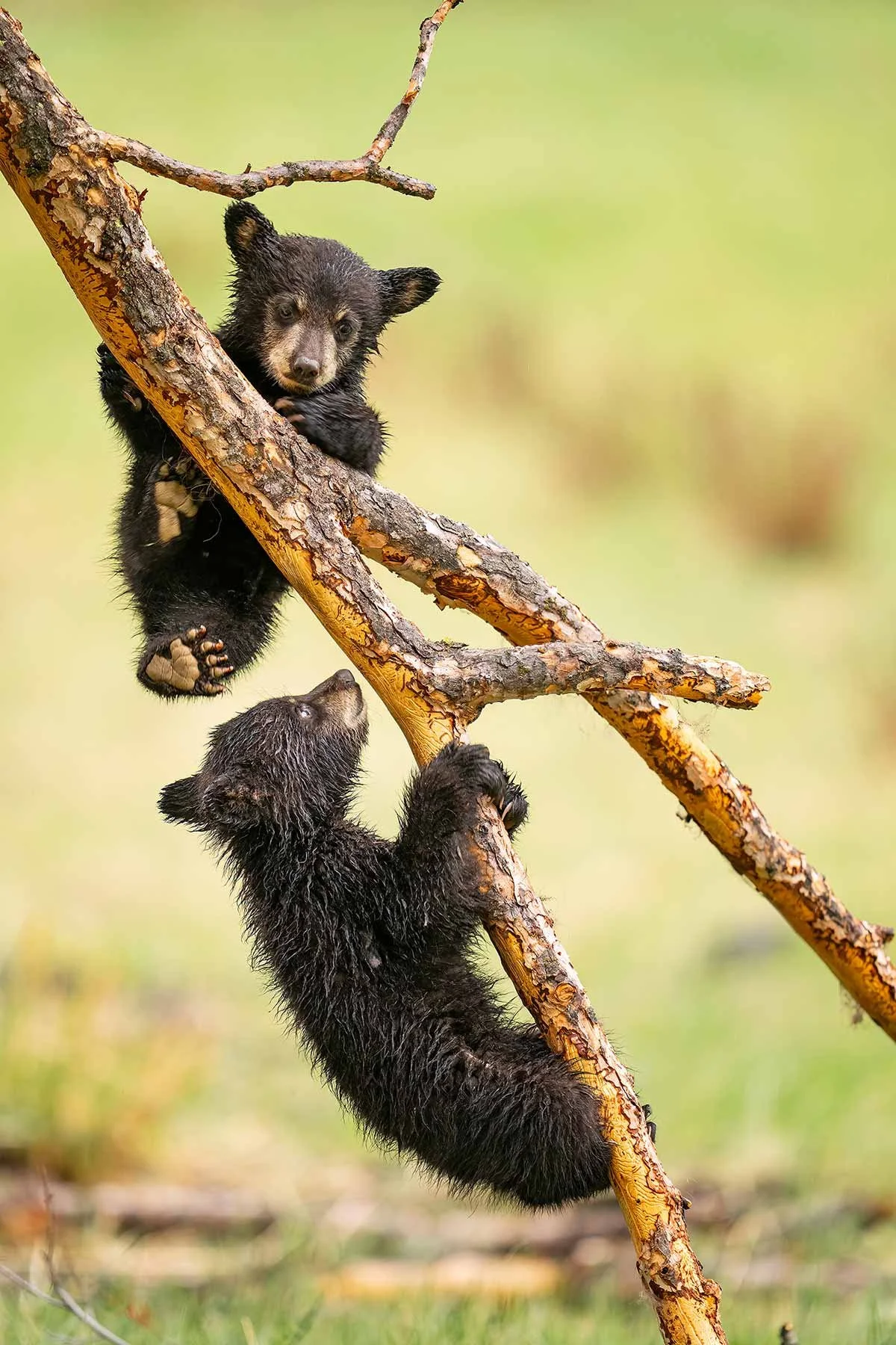 Tree-Top-Tumbling-ForWeb.jpg